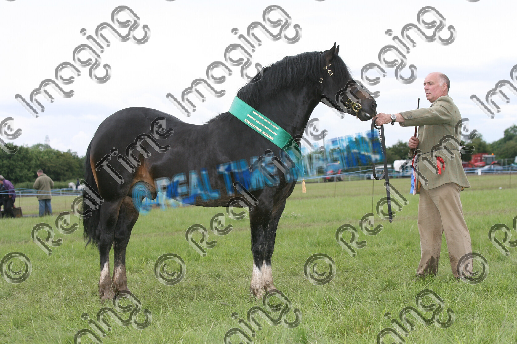 L07-04-01-164 
 Keywords: Derbyshire County Show, Elvaston, Derby, UK, 24 June 2007, 625, RENVARG REAL MAGIC, Supreme, Welsh, In Hand, Championship, Champion, winner win won, `Owner: , `Handler: , Colin Gravner, Welsh Section D, Bay, stallion, view landscape, mud, sash, Rosette, horse pony, sport