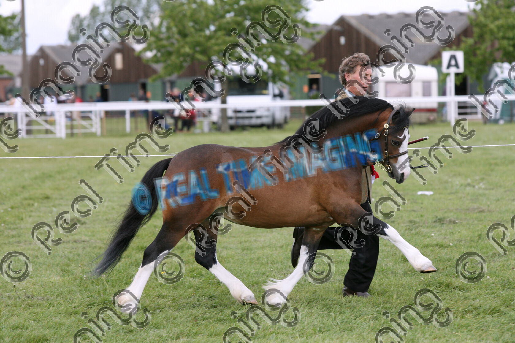 S07-22-06-150 
 Keywords: TROT Welsh Section A Supreme Mountain and Moorland M&M In Hand Championship Bay colt May 2007 Newark & Nottinghamshire County Show 306 FRONGOCH BACHGEN BACH Owner: Mrs A Broomhall Handler: Colin Tibbey Champion Rosette winner win won view landscape