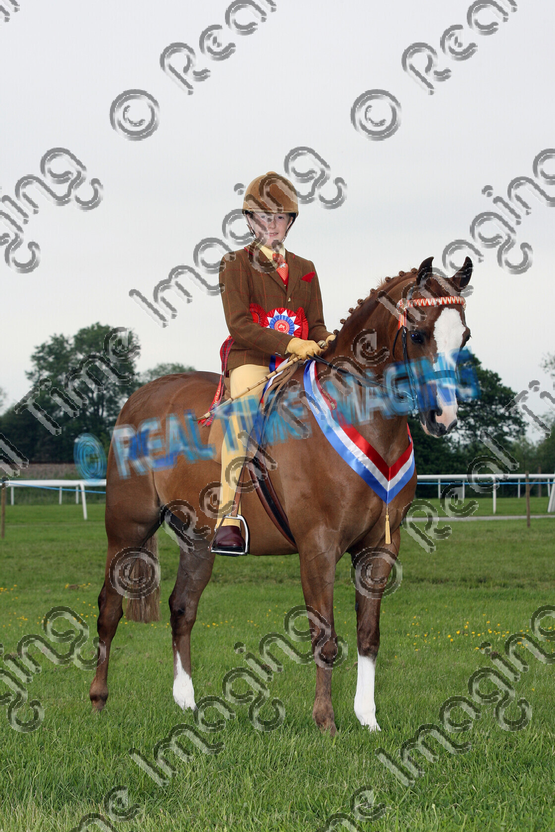 S08-22-13-039 
 Keywords: Midland Counties Show, Uttoxeter Racecourse, UK, Sunday, 1 June, 2008, upright portrait, Ridden, Arab, Championship, 1st first, Champion, winner win won, 1445, BANKSWOOD IMAGINATION, `Owner: , `Rider: , Bradley Leyland, chestnut, Gelding, Anglo And Part Bred Arab, brow band, child rider, Rosette, sash, stand, presentation