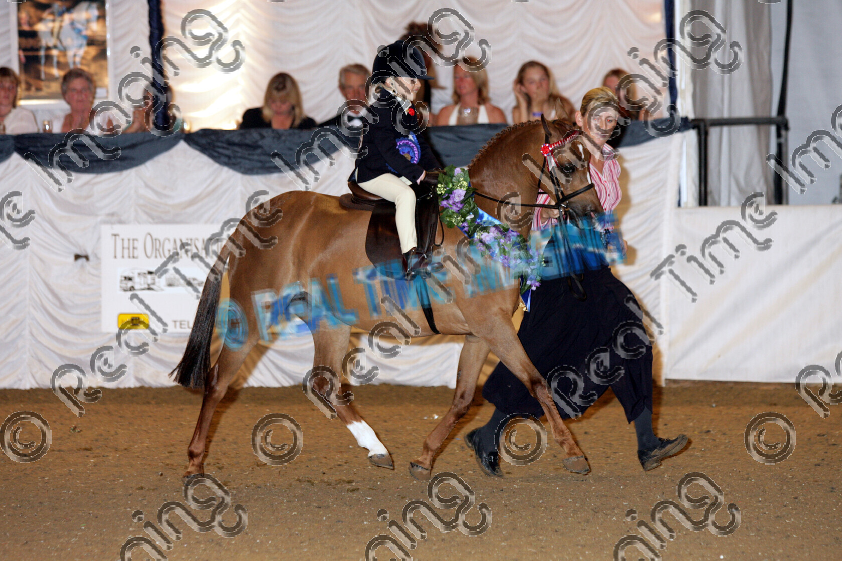 S06-54-13-041 
 Keywords: BSPS Summer Championships Show British Show Pony Society THE "BLUNDELL FAMILY SHOW TEAM" BLUE RIBAND MINI SHOW PONY OF THE YEAR
CHAMPION  OKEWOOD DELIGHTFUL chestnut lap of honour lead rein sash rosette rosettes trotting trot moving action