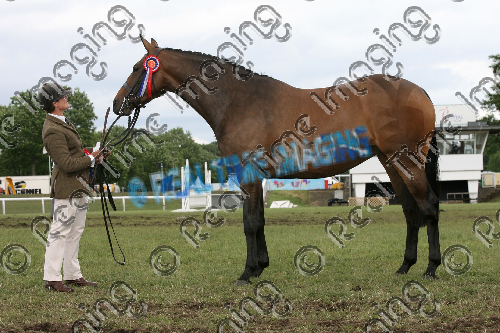 S07-35-13-031 
 Keywords: Top Spec Supreme In Hand Champion, 271 CHANTRY CLOVERGIRL, owner: Richard Oliver, handler: Bridget Millington, 3 year old hunter filly, thoroughbred cross, bay, stand, rosette, presentation, The Royal Show, Stoneleigh, UK, 4 July 2007, Used By Farmers Guardian