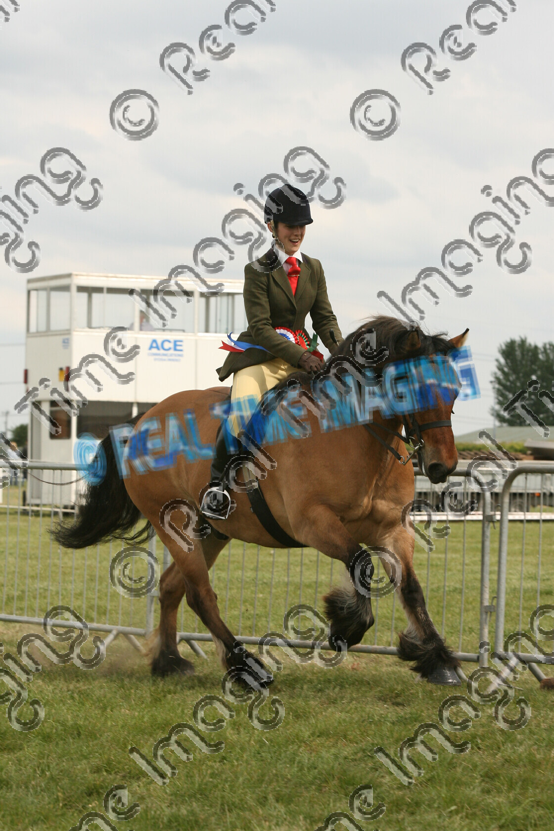 S09-19-06-035 
 Keywords: Newark & Nottinghamshire County Show, Newark & Notts Showground, Nottinghamshire, UK, Sunday, 10, May, 2009, upright portrait, Ridden, Mountain and Moorland M&M, Championship, 1st first, Champion, winner win won, 623, LAMBRIGG AMBER, `Owner: , Evans, Mrs Gail, `Rider: , C Kitchen, dun, Gelding, Highland, Native Breed, Rosette, lap of honour, flat, Canter