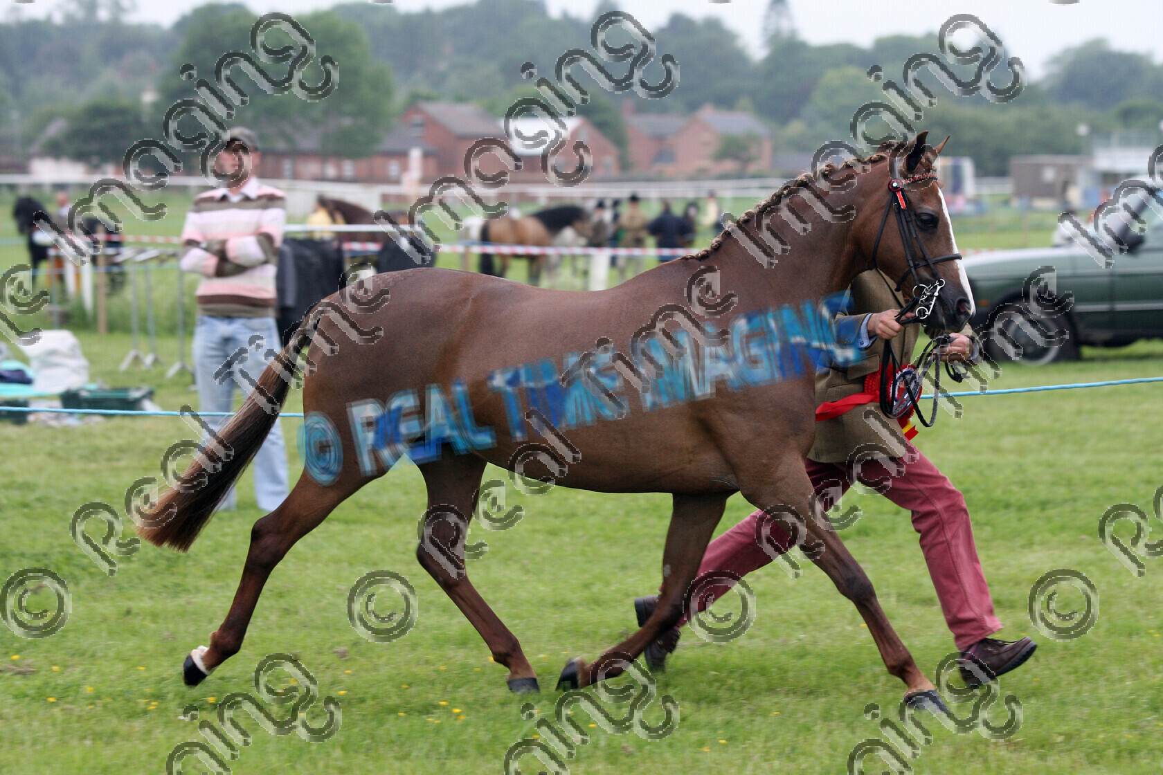 S08-22-15-062 
 Keywords: Midland Counties Show, Uttoxeter Racecourse, UK, Sunday, 1 June, 2008, view landscape, Hunter, Pony, Breeding, Whiteside & Knowles, Supreme, In Hand, Championship, 1st first, Champion, winner win won, 1193, FENWICK BLOOMSBURY, `Owner: , Smith, Mrs B, `Handler: , Nigel Smith, chestnut, mare, Rosette, flat, trot, lap of honour