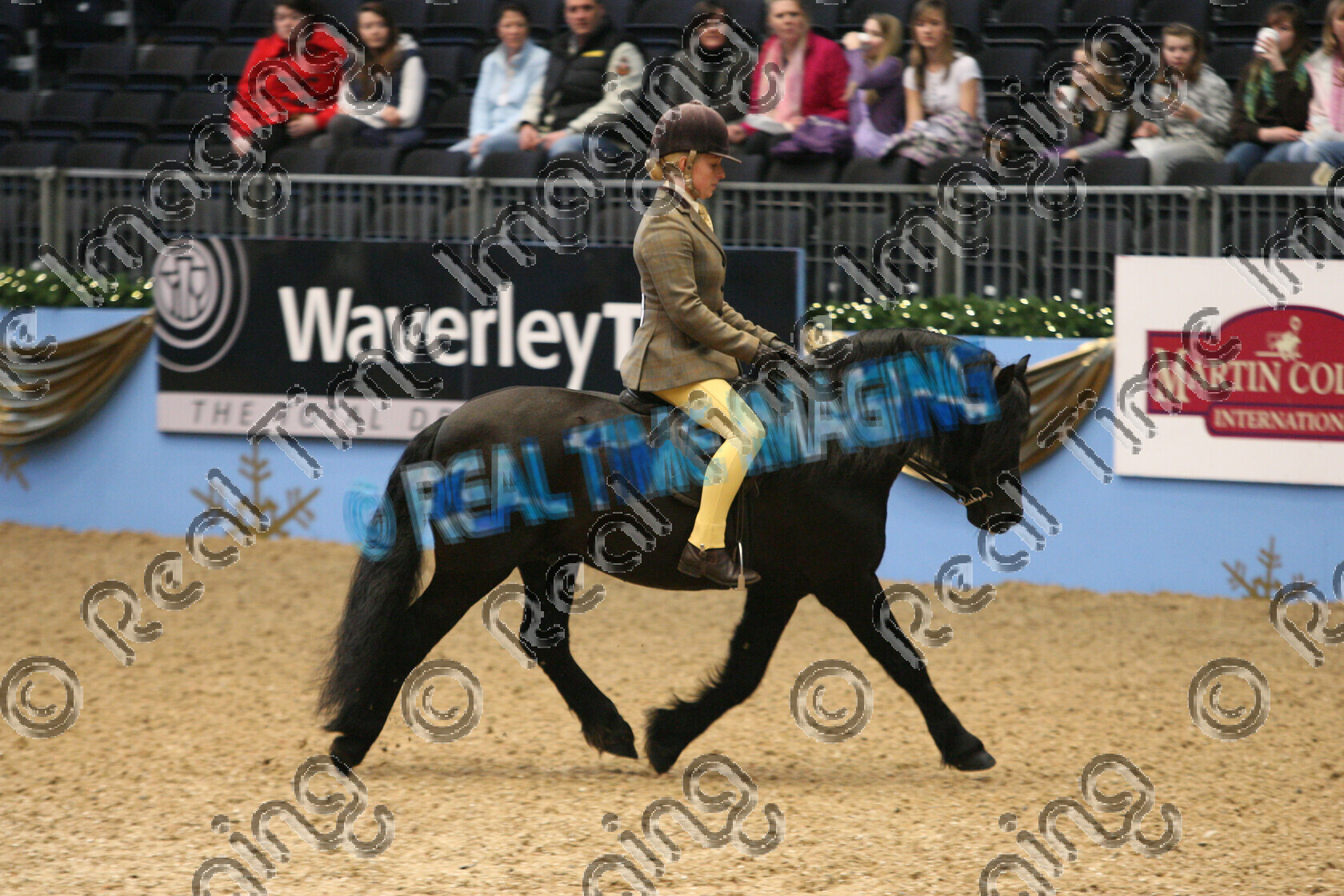 S09-77-01-055 
 Keywords: The London International Horse Show, Olympia, UK, Monday, 21, December, 2009, Baileys Horse Feeds, NPS, Supreme, Ridden, Mountain and Moorland M&M, Pony, Of The Year, indoors, Native Breed, view landscape, Best Of Breed, Dartmoor, 2nd second, Reserve Champion, 14, PUMPHILL BUCKTHORN, `Owner: , Hughes, Mrs S, `Rider: , Sarah Challinor, black, flat, trot