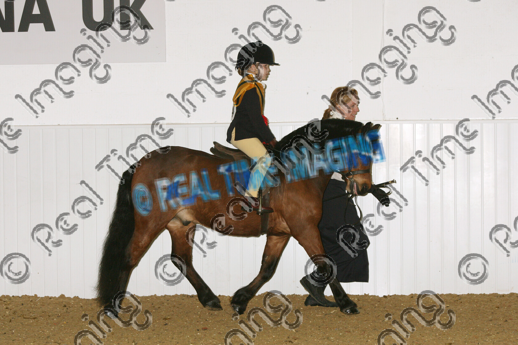 S07-13-10-317 
 Keywords: BSPS Winter Championship Show April 2007 Arena UK winner champion first place top placed Winter Heritage Novice Mini Champion 934: GABRIELS MAN FRIDAY O: Mrs Barbara Brown R: Rachel Brown Dartmoor bay gelding trot trotting action moving flat lead Rein