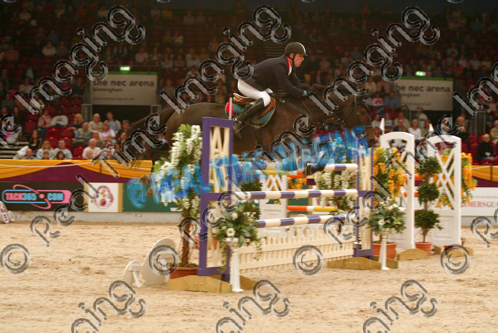S05-65-T7-011 
 HOYS 2005: Grandstand Media Cup Winner 
 Keywords: horse of the year show 2005 05 hoys october showjumping showjumper 10 jump jumping fence action 1315 Grandstand Media Cup winner 47 lucy may robert bevis bay mare thursday