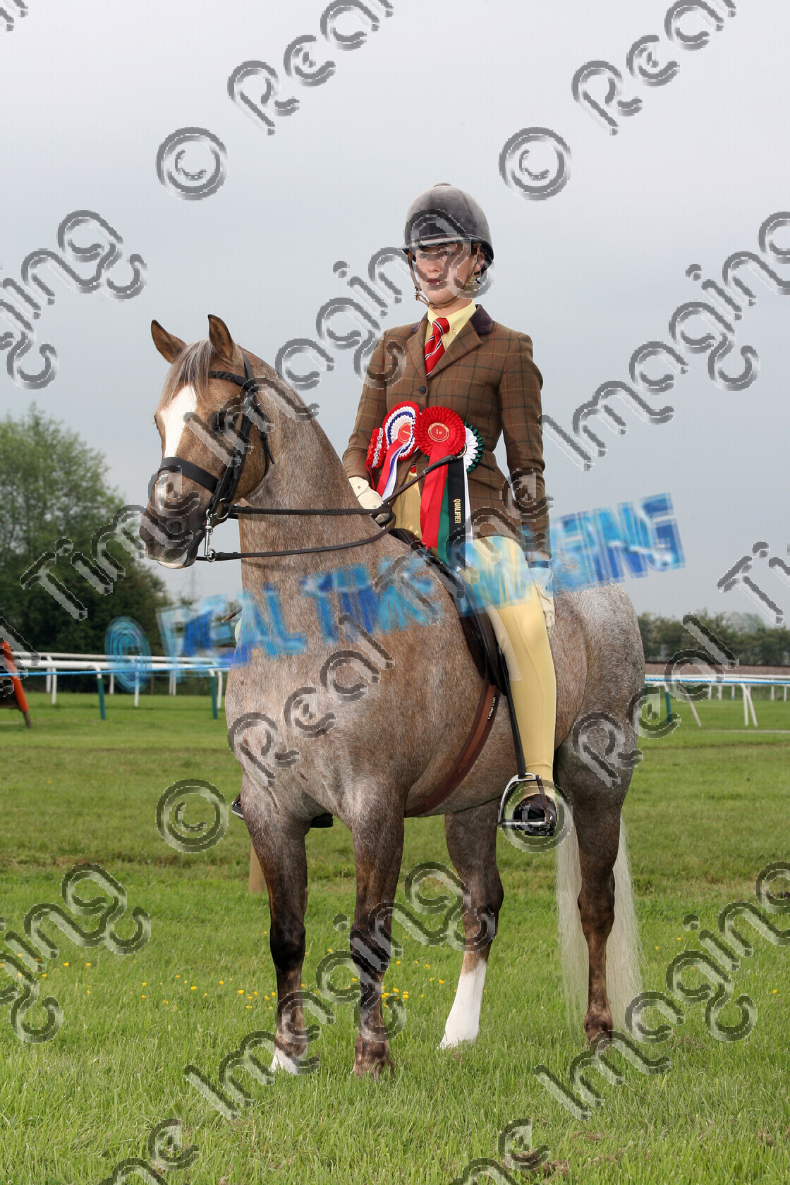 S08-22-14-004 
 Keywords: Midland Counties Show, Uttoxeter Racecourse, UK, Sunday, 1 June, 2008, upright portrait, BSPS, Heritage, Open, Ridden, Mountain and Moorland M&M, Championship, 1st first, Champion, winner win won, 1494, COTTRELL AMARETTO, `Owner: , `Rider: , Lucinda Craven, Rosette, Native Breed, stand, presentation, cream, Gelding