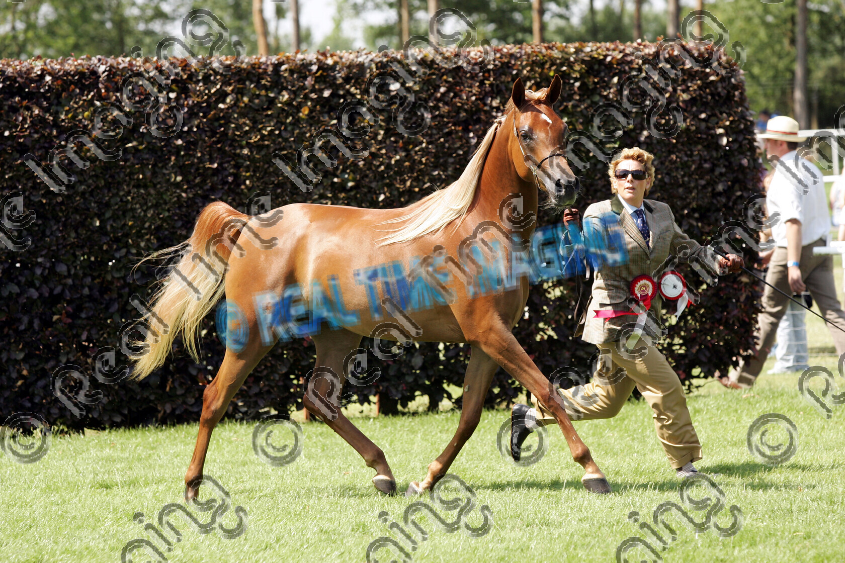 S06-28-3-135 copy 
 Keywords: The Royal Norfolk Show Wednesday 28 2006
pure bred arab in hand 145 KUBIARA chestnut mare
rosette rosettes prize winner champion championship first best
 trot trotting action moving flat horse pony showing June