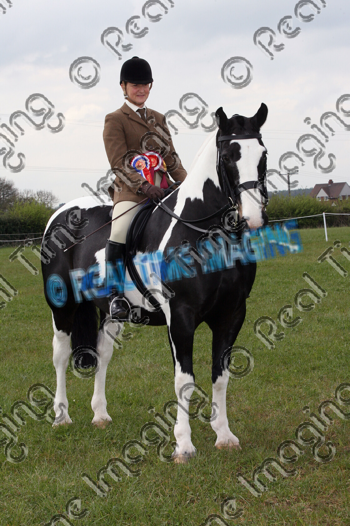 S08-15-09-128 
 Keywords: NCPA Spring Open Show, Eland Lodge Equestrian Centre, Derbyshire, UK, Sunday, 27 April, 2008, upright portrait, The Veteran Horse Society, Ridden, Championship, 1st first, winner win won, Champion, 642, TOM O HAWK, Owner Rider: D Ellerton, 15 years old, piebald, coloured colored paint, Cob, Rosette, stand, presentation