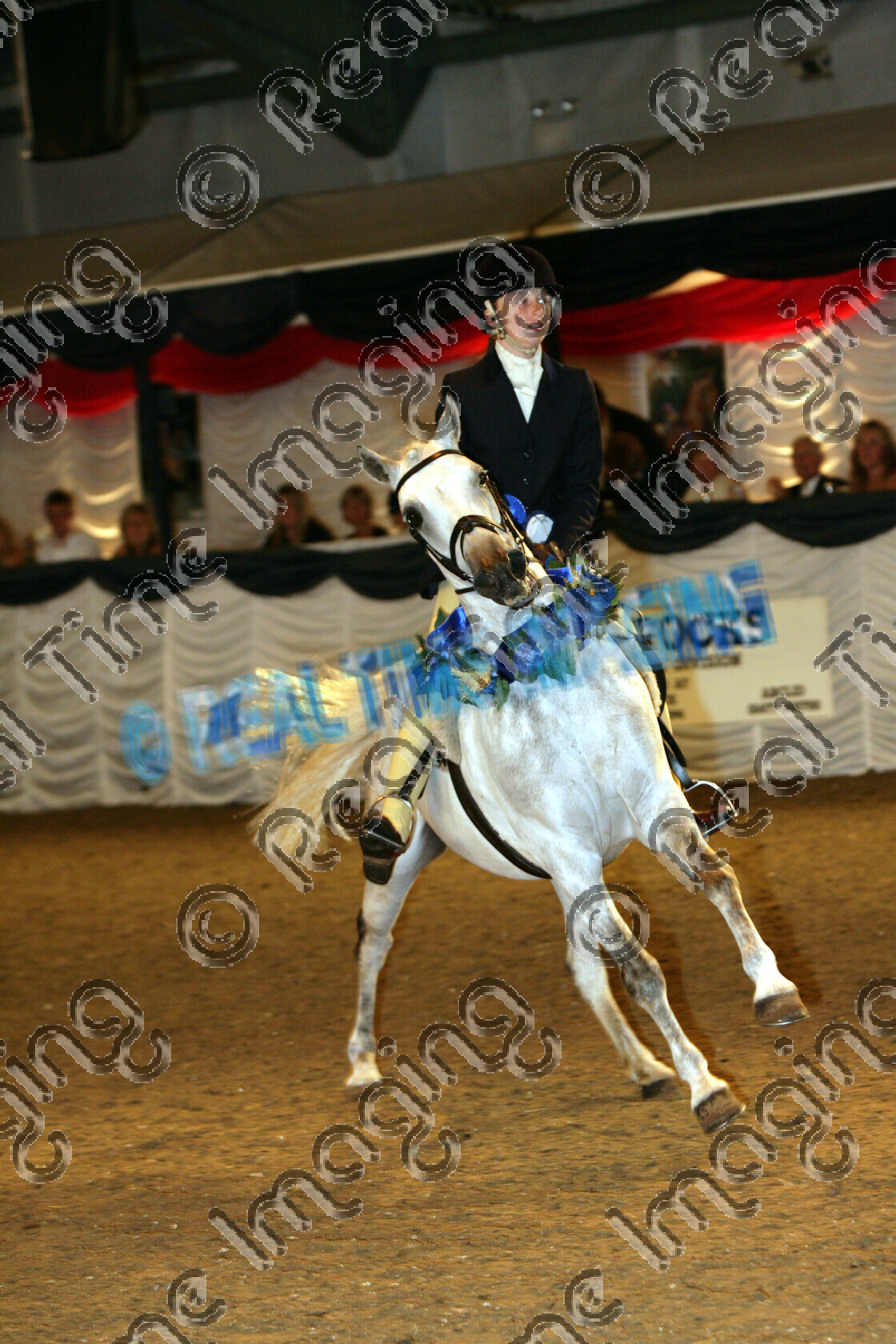 S06-54-13-208 
 Keywords: BSPS Summer Championships Show British Show Pony Society Dapple grey gray THE BSPS "COOPER CORPORATION" DESERT ORCHID BLUE RIBAND WHP OF THE YEAR CHAMPIONSHIP
CHAMPION  HANKEY PANKEY cantering canter action lap of honour sash rosette rosettes