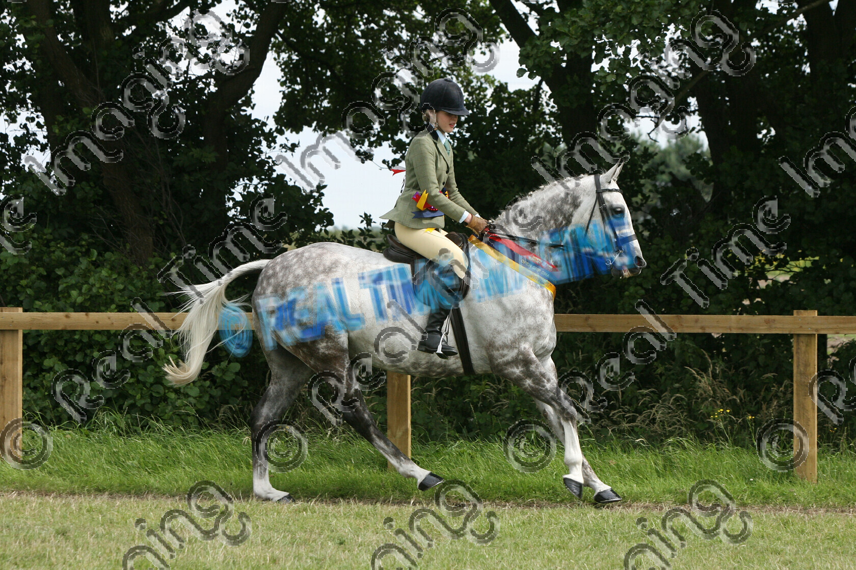 S09-36-09-203 
 Keywords: North Of England Pony Show, Warren Farm, Merseyside, UK, Saturday, 11, July, 2009, view landscape, HOYS, Open, Show Hunter Pony SHP, Championship, 1st first, Champion, winner win won, 322, DIPTFORD SEA EAGLE, `Owner: , Brewster, Mr & Mrs Alex, `Rider: , Sophie Brewster, dappled grey gray, sash, Rosette, lap of honour, flat, Canter