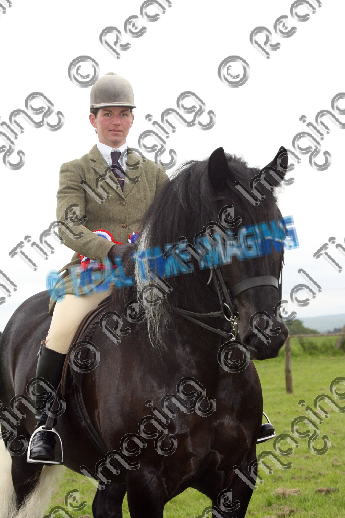 S09-22-03-101 
 Keywords: Staffordshire County Show, Stafford County Showground, Wednesday, 27, May, 2009, upright portrait, BSPA, RIHS, Ridden, Coloured, Championship, 1st first, Champion, winner win won, 403, LONGDON DOMINO, `Owner: , Hollinshead, Sarah, `Rider: , Jill Wormall, coloured colored paint, piebald, Gelding, traditional, Rosette, stand, presentation, close up