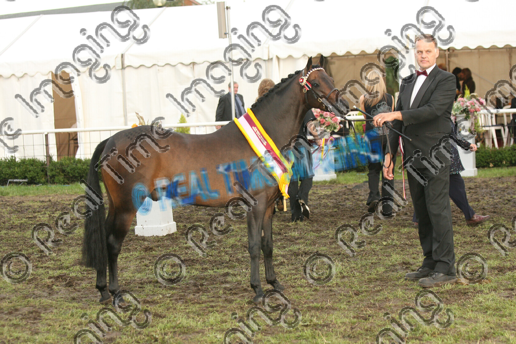 S06-49-11-66 
 Keywords: H812 JLS Home Produced Duval In Hand Premier Hardwick View Moneyman Ponies Association (UK) Summer Championship Show owner: Mrs G A Neve evening performance