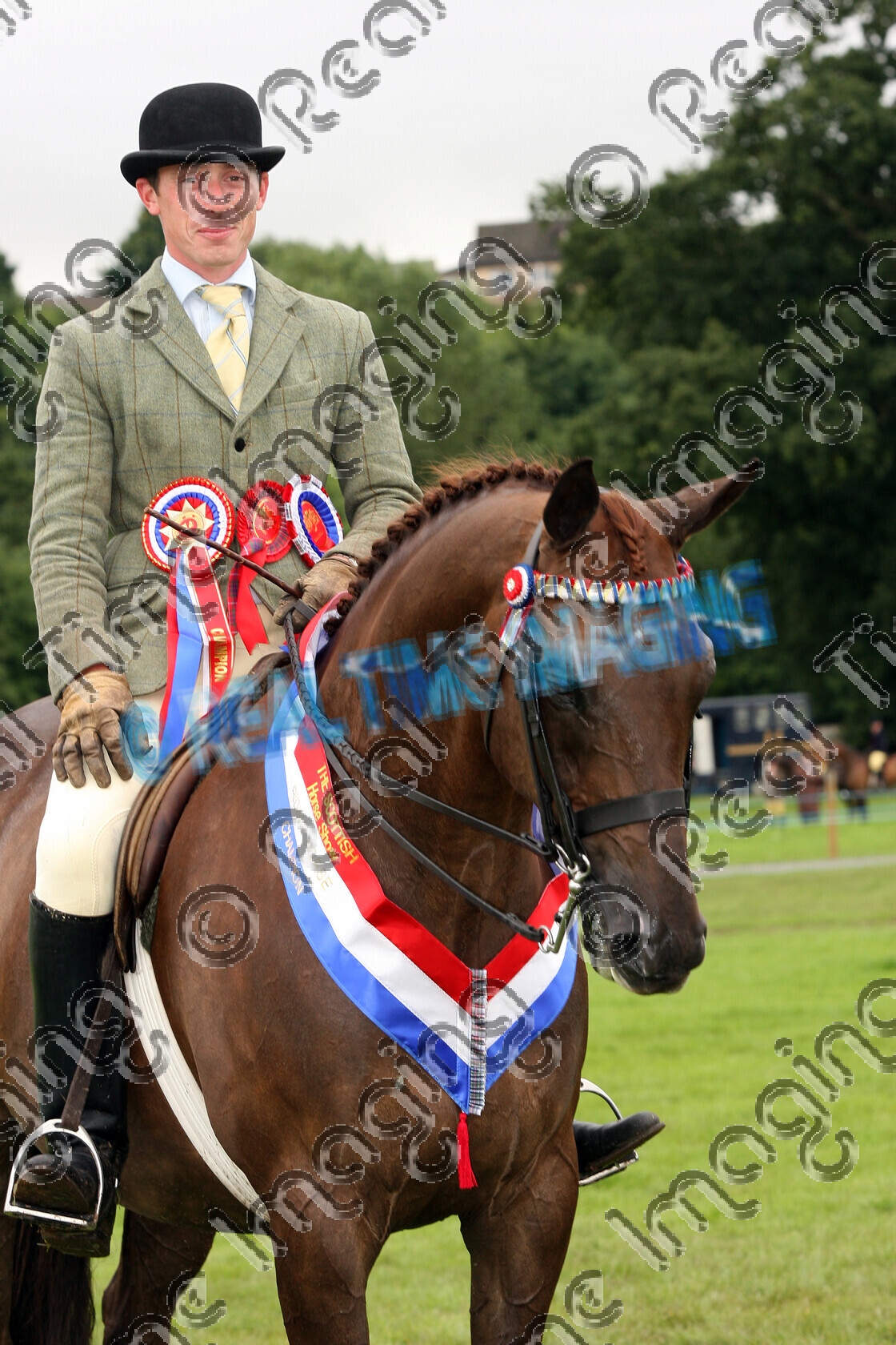 S08-42-06-016 
 Keywords: The Scottish Horse Show, Springwood Park, Kelso, Scotland, Saturday, 9 August, 2008, upright portrait, HOYS, Riding Horse, Championship, 1st first, Champion, winner win won, 621, MILITARY CROSS, `Owner: , Dell Park Stud, `Rider: , Simon Charlesworth, chestnut, brow band, Rosette, sash, stand, presentation, close up