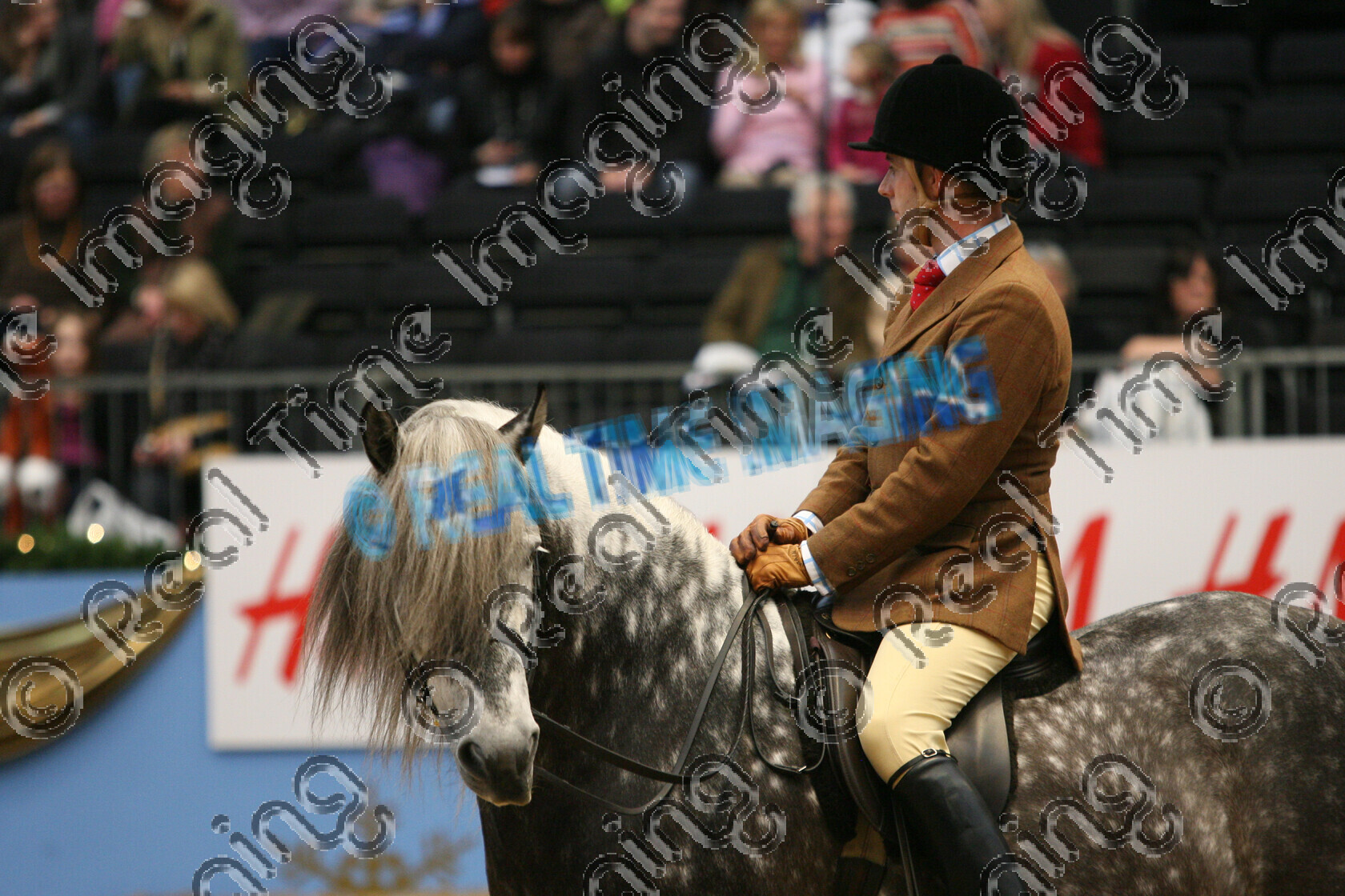 S09-77-02-166 
 Keywords: The London International Horse Show, Olympia, UK, Monday, 21, December, 2009, Baileys Horse Feeds, NPS, Supreme, Ridden, Mountain and Moorland M&M, Pony, Of The Year, indoors, Native Breed, view landscape, Best Of Breed, Highland, 19, DUNEDIN MARKSMAN, `Owner: , Mitchell, Miss A, `Rider: , Mathew Lawrence, stand, close up