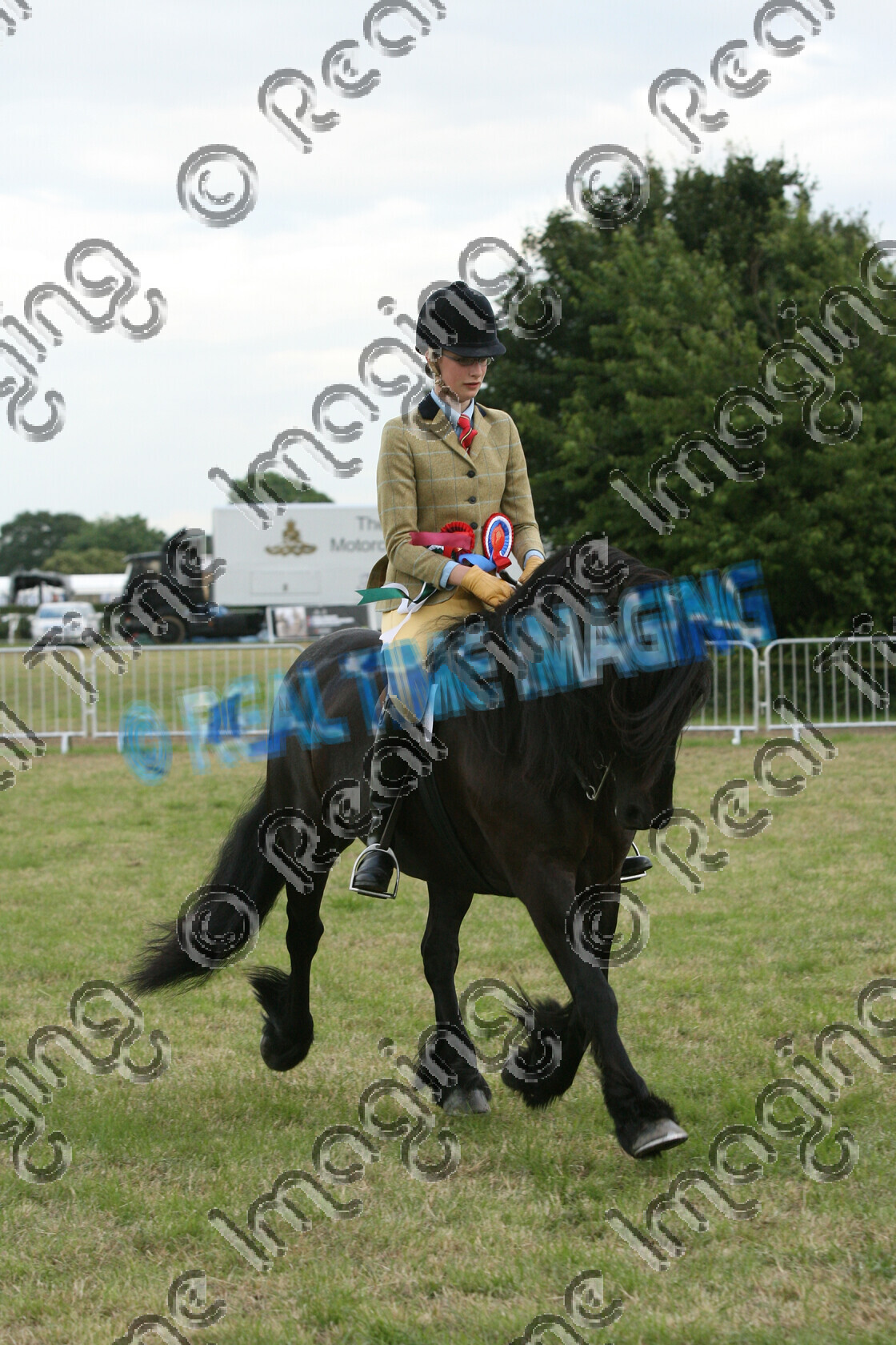 S07-31-13-047 
 Keywords: 370, CASTLE HILL GLEN, HOYS, Ridden, Mountain and Moorland M&M, Championship, Champion, winner win won, `Owner: , Holmes, Miss C, `Rider: , Briony Ford, June 2007, Cheshire County Show, Tabley, Knutsford, Cheshire, Fell, Native Breed, black, horse pony, sport, lap of honour, trot, upright portrait, Rosette