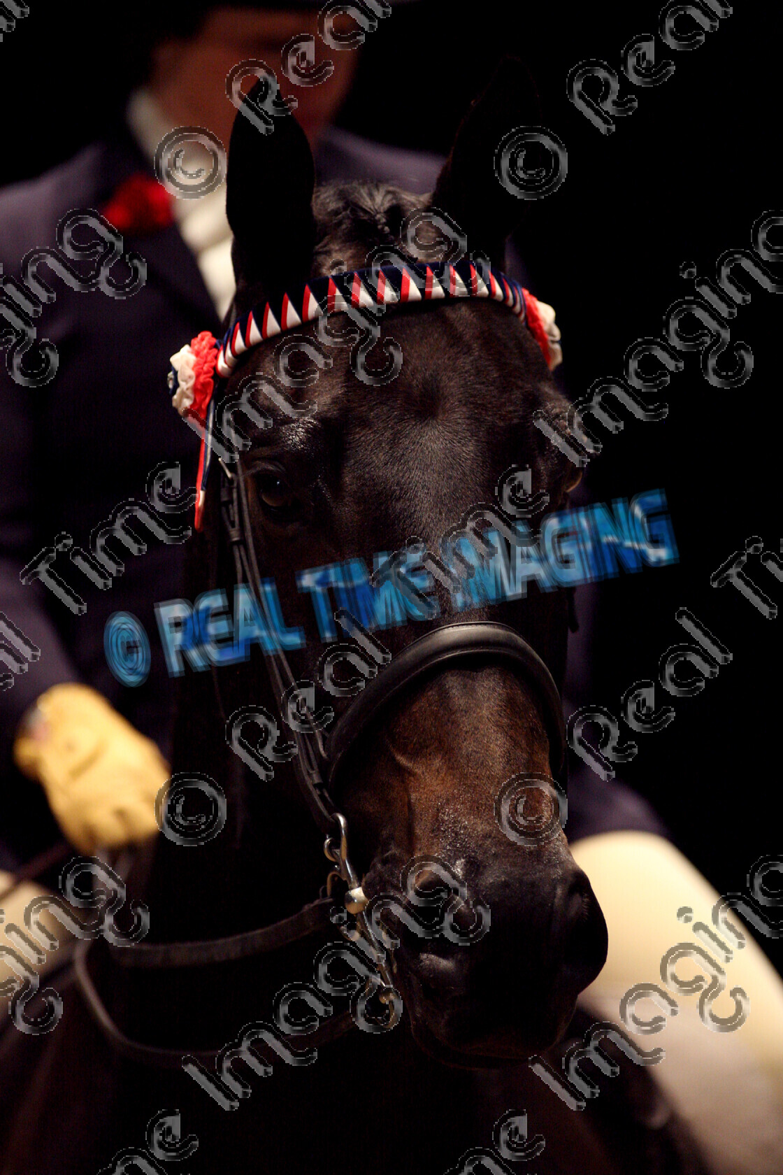 S08-56-01-069 
 Keywords: The Horse Of The Year Show, HOYS, NEC Arena, Birmingham, UK, upright portrait, October, 2008, indoors, Large, Hack, 900, VALENTINO, `Owner: , Williamson, Mrs J, `Rider: , Penny Hollings, Collecting Ring, close up, head, top hat, brow band, stand