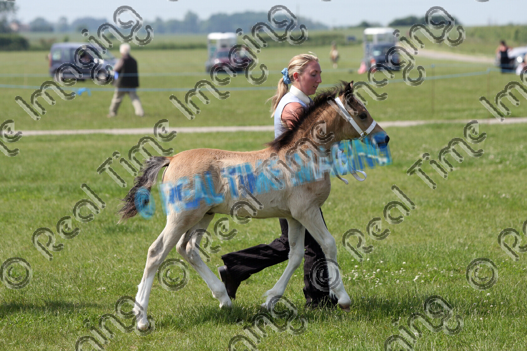 S08-24-13-013 
 Keywords: East Anglian Native Pony Society Annual Show, Huntingdon Racecourse, Cambridgeshire, UK, Sunday, 8 June, 2008, view landscape, Mountain and Moorland M&M, Native Breed, Welsh Section C, Foal, Championship, 1st first, Champion, winner win won, 231, BALLAGH CHAMPAGNE CHARLIE, `Owner: , Hall, Mr, dun, colt, trot, lap of honour, flat