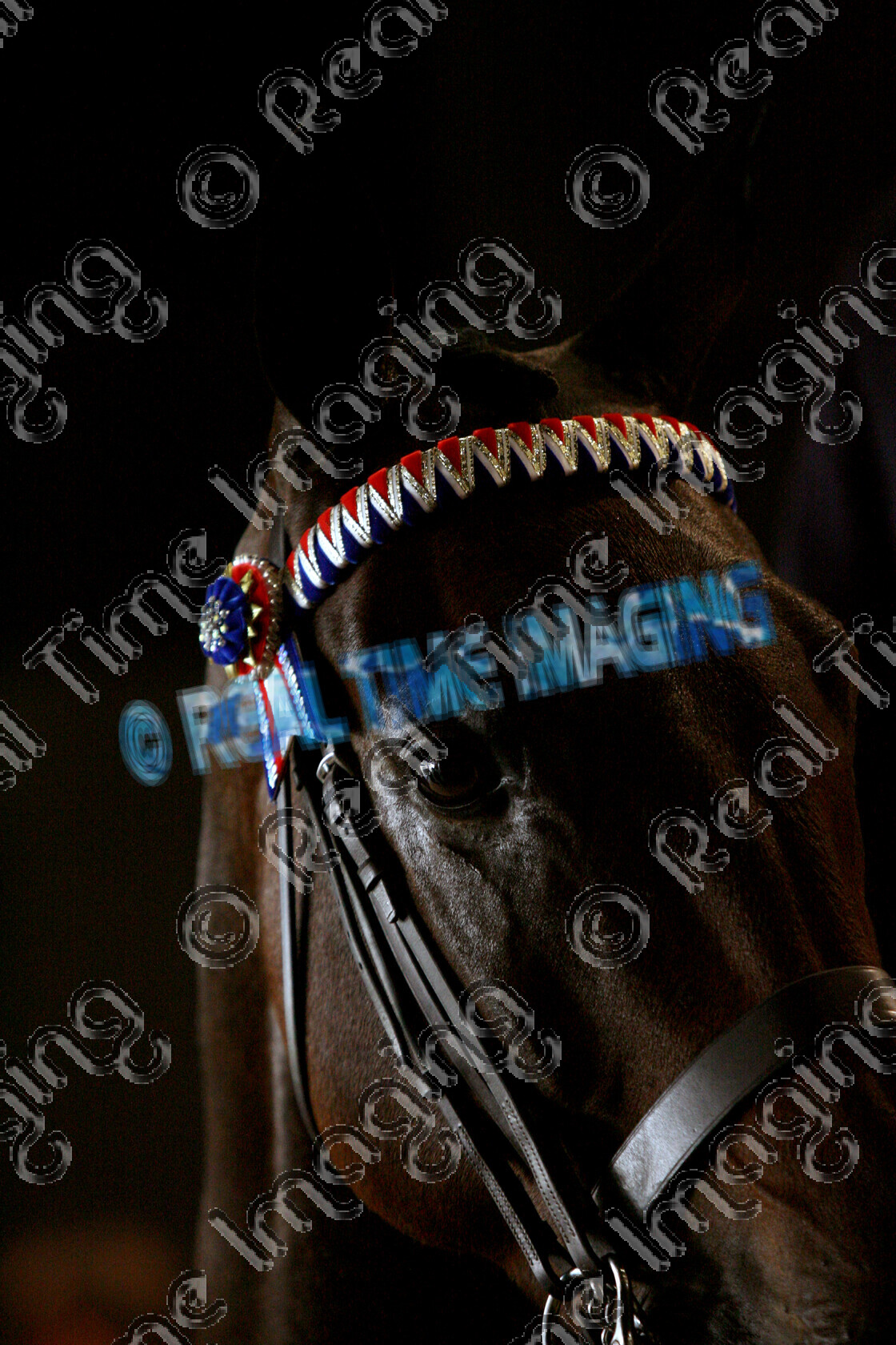 S08-56-01-089 
 Keywords: The Horse Of The Year Show, HOYS, NEC Arena, Birmingham, UK, upright portrait, October, 2008, indoors, Large, Hack, 895, SHUVAIS TAUREN SPIRIT, `Owner: , Cross, Miss E, `Rider: , Elizabeth Cross, Collecting Ring, close up, head, top hat, brow band, stand