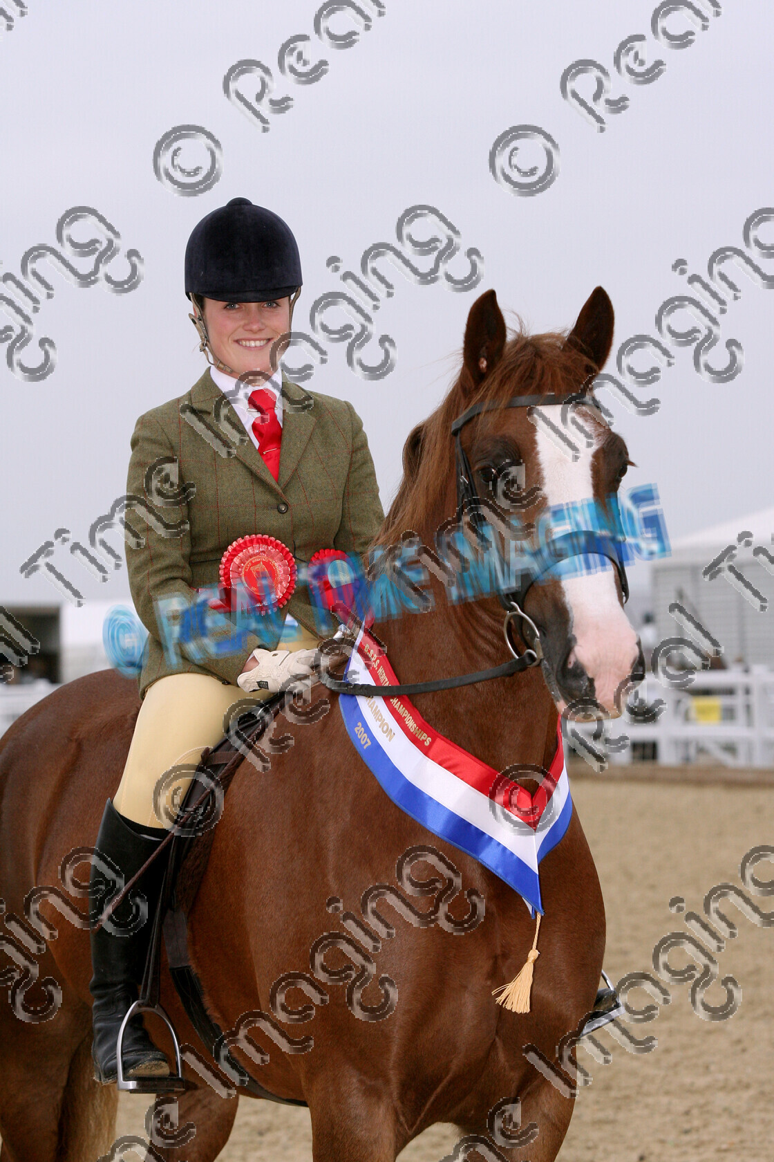 S07-71-03-170 copy 
 Keywords: BSPS 1st Heritage Championships, Arena UK, Allington, Lincolnshire, UK, Thursday, 25 October, 2007, horse pony, show, Mountain and Moorland M&M, Native Breed, 244, PENNAL CALON MAI, Heritage, Supreme, Ridden, Championship, Novice, Champion, winner win won, `Owner: , Stapleton, Mrs J, Smalley, Miss C, `Rider: , Greer Taverner, Welsh Section D, chestnut, mare, upright portrait, stand, presentation, close up, Rosette, sash