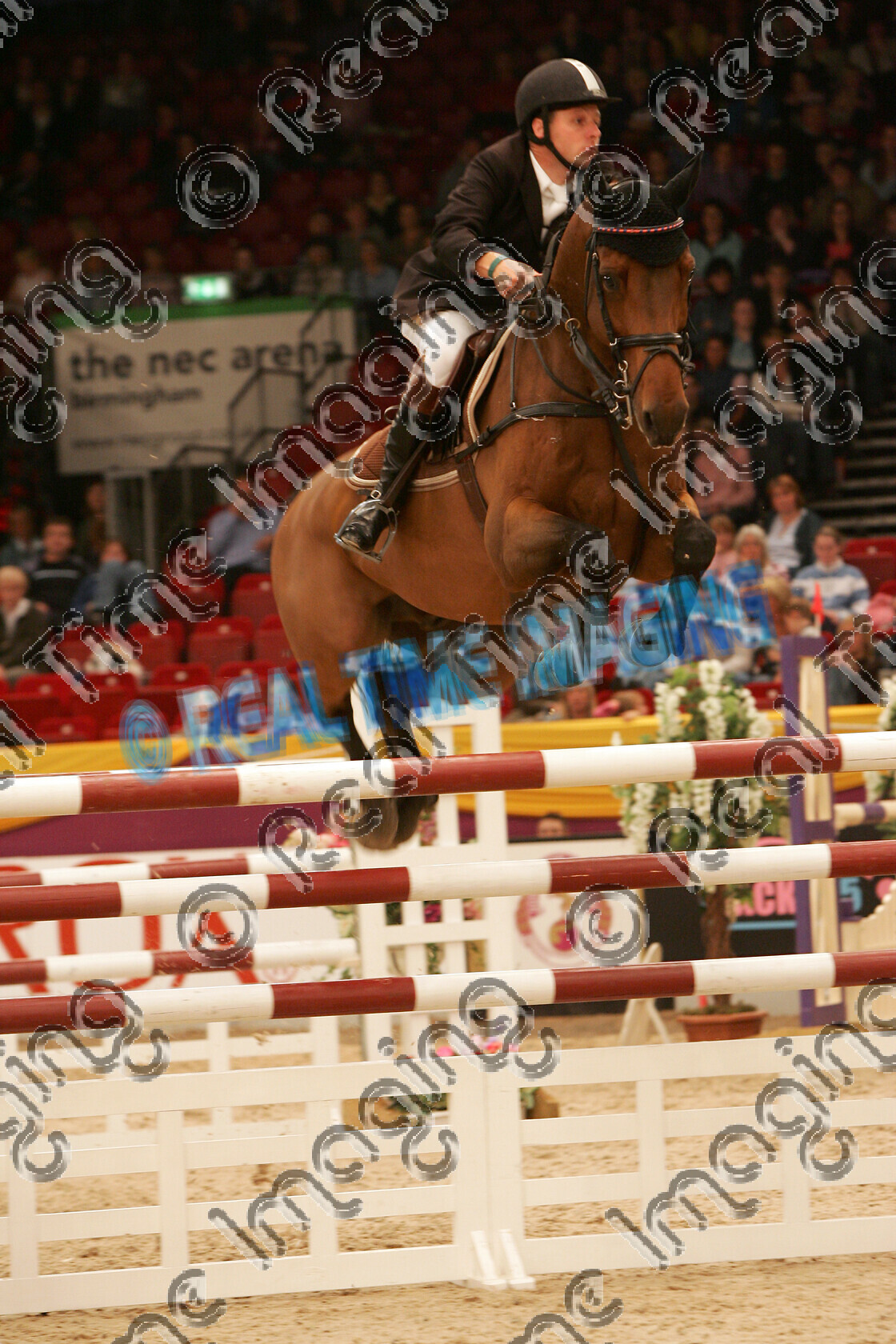 S05-66-16-059 
 HOYS 2005: The Golden Bear Classic Winner 
 Keywords: horse of the year show 2005 05 hoys october 10 14 friday showjumping showjumper 19 Golden Bear Classic winner 87 Nairobi Leon Thijssen bay gelding jump jumping fence action