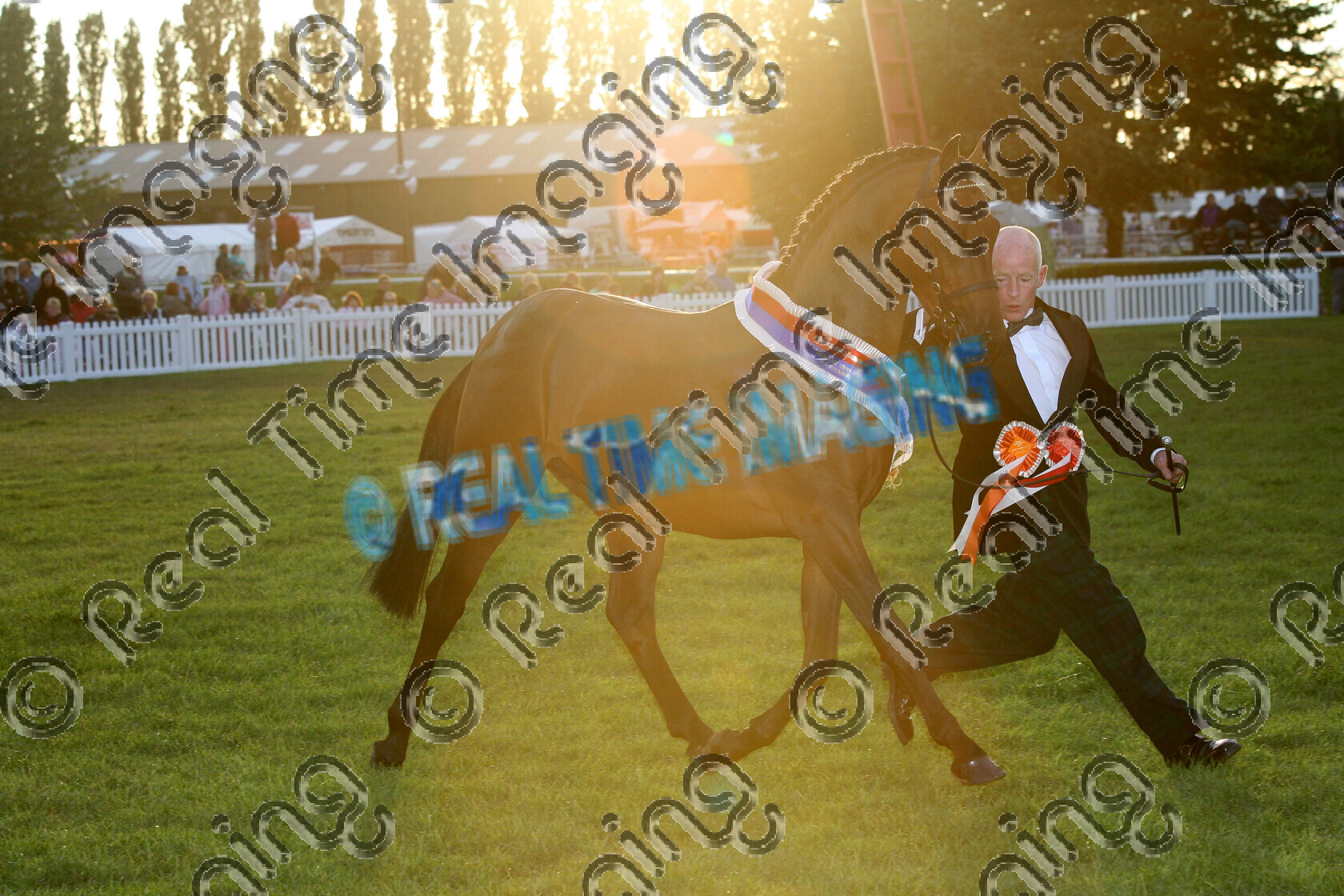 S07-50-11-219 
 Keywords: 16 August, 2007, Thursday, Ponies (UK) Summer Championships, Newark & Notts Showground, Nottinghamshire, UK, 2200, ROTHERWOOD PEEPING TOM, Midas, Hunter, Pony, In Hand, Championship, Champion, winner win won, `Owner: , Hulbert, Mr R, Bay, colt, view landscape, sash, Rosette, trot, lap of honour