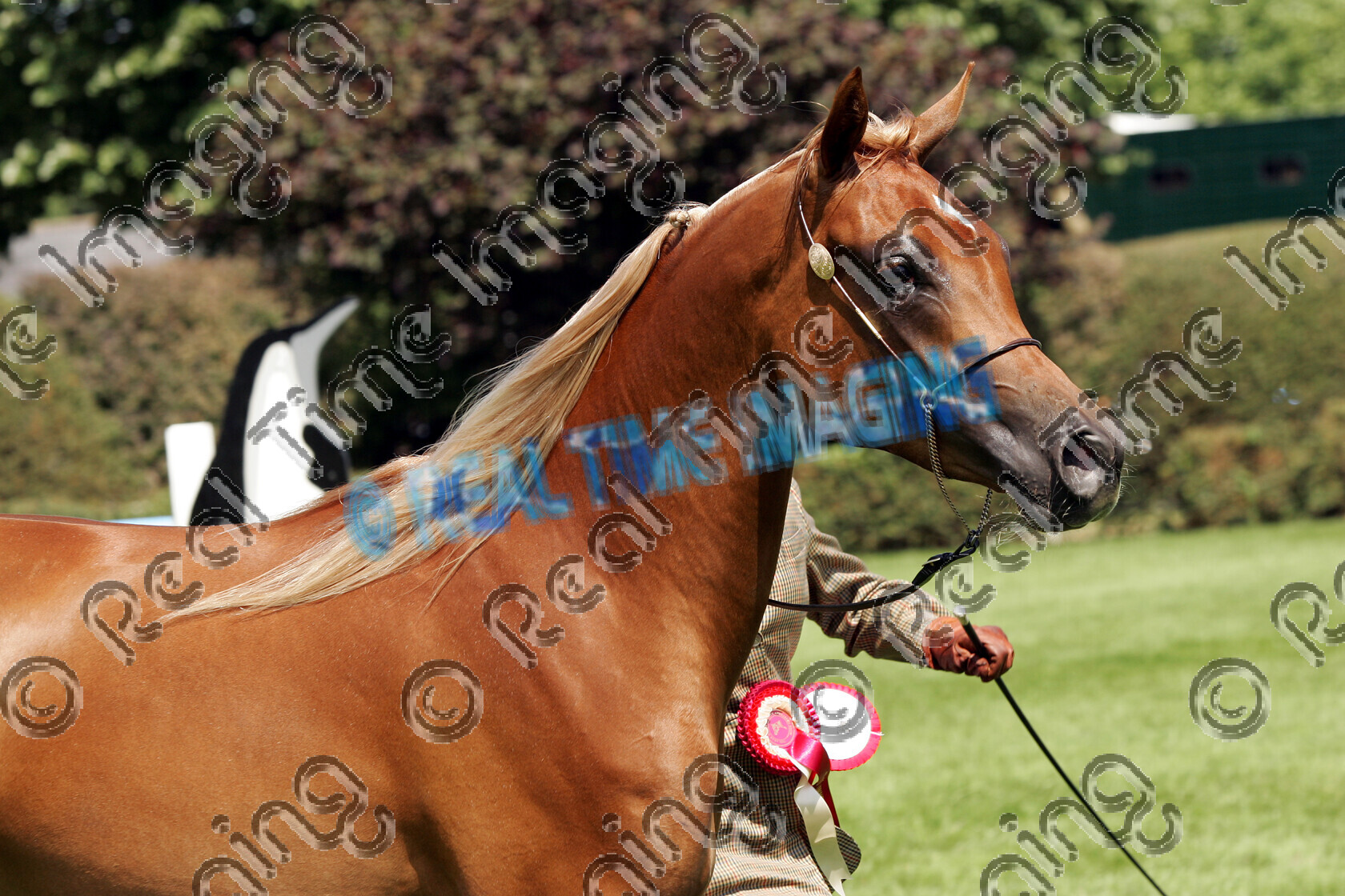 S06-28-3-139 copy 
 Keywords: The Royal Norfolk Show Wednesday 28 2006
pure bred arab in hand 145 KUBIARA chestnut mare
rosette rosettes prize winner champion championship first best trot trotting action moving flat close up head shot horse pony showing June
