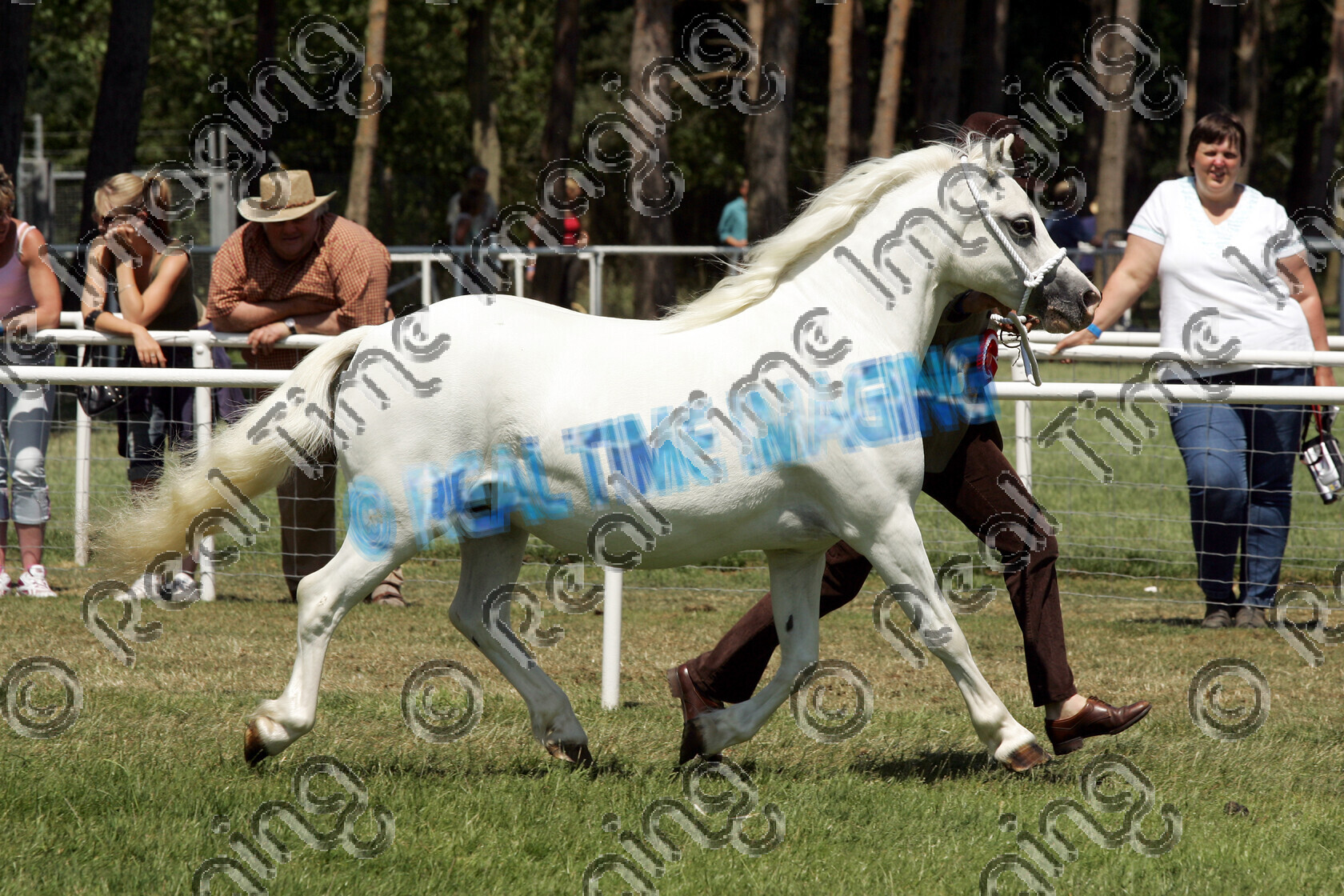 S06-29-4-148 copy 
 Keywords: The Royal Norfolk Show Thursday 29 2006
 in hand welsh 564 DWEE FANFAIR sec A mare white grey gray rosette rosettes prize winner champion first best trot trotting action moving flat horse pony showing June