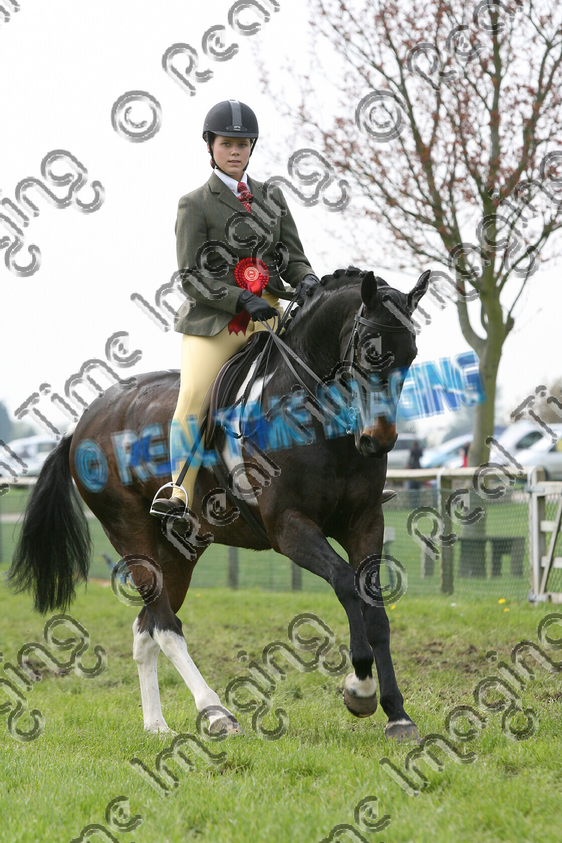 S08-16-05-208 
 Keywords: BSPS Area 8, Newbury Showground, UK, Monday, 5 May, 2008, upright portrait, BSPA, RIHS, Coloured, Championship, 995, SHYBONTS BROADWAYS DAZZLING MOM, `Owner: , Dennis, Mrs S, `Rider: , Rebecca Dennis, skewbald, coloured colored paint, Rosette, Canter