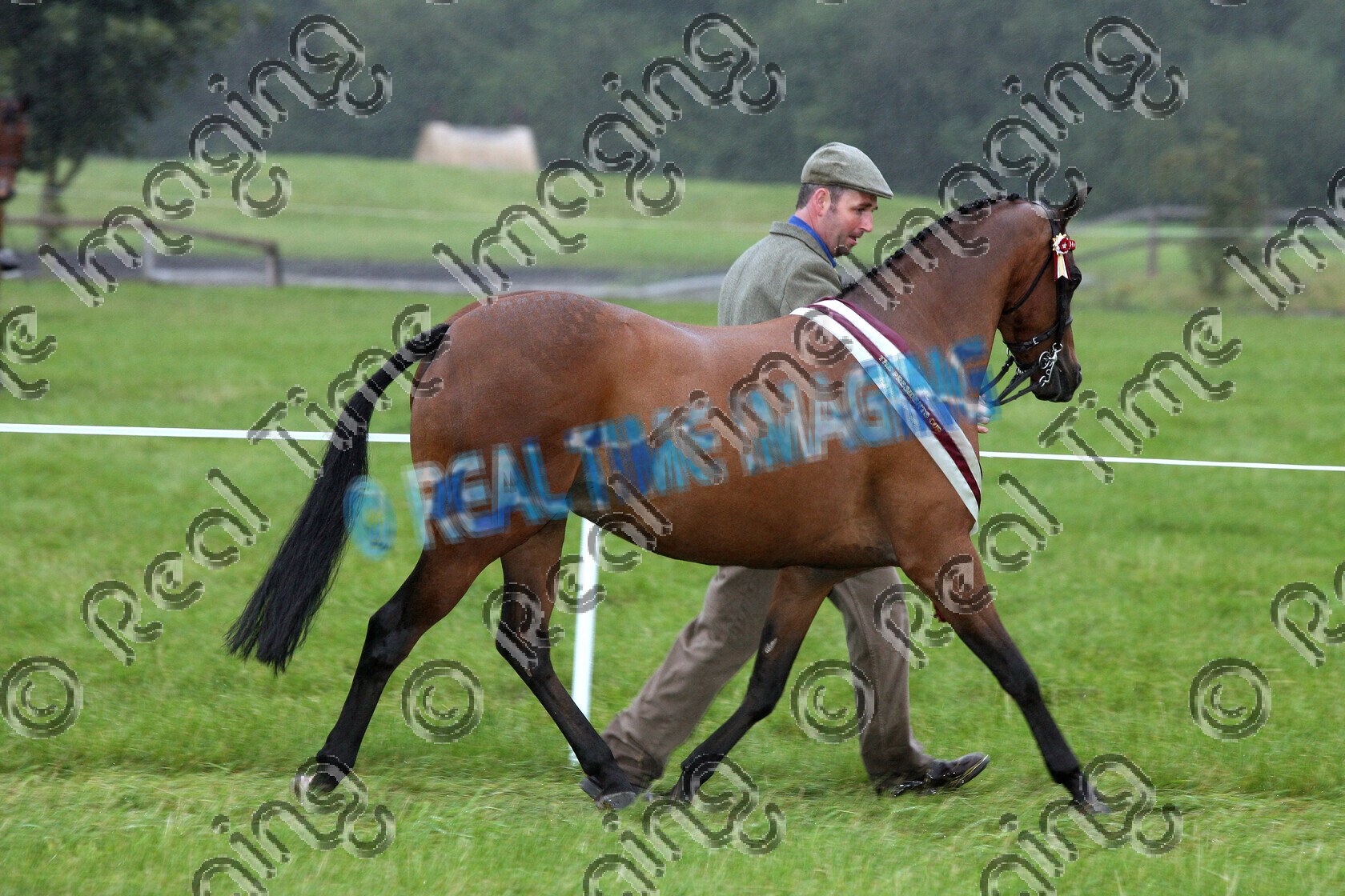 S07-57-04-062 copy 
 Keywords: Sunday, 2 September, 2007, NCPA Pony Of The Year Show, Somerford Park, Cheshire, UK, 827, ROYAL VIEW TOYBOY, Presidents Cup, In Hand, Championship, Champion, winner win won, `Owner: , Roberts, Andrea & Shirley, `Handler: , Gwyndaf Owen, Part Bred Arab, Bay, Gelding, view landscape, brow band, Rosette, sash, trot, lap of honour, rain storm wet weather