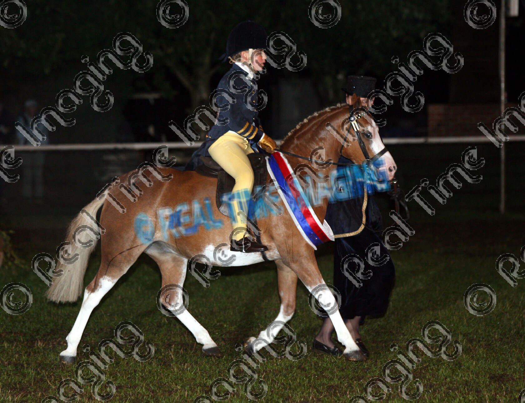 S06-50-12-147 
 Keywords: Ponies Association (UK) Summer Championship Show Supreme Concours D"Elegance Champion child rider sash rosette rosettes trotting trot moving action 447 Chiddock Talk Of The Town ridden by Megan Hewitt owned by Mrs W Hewit evening performance