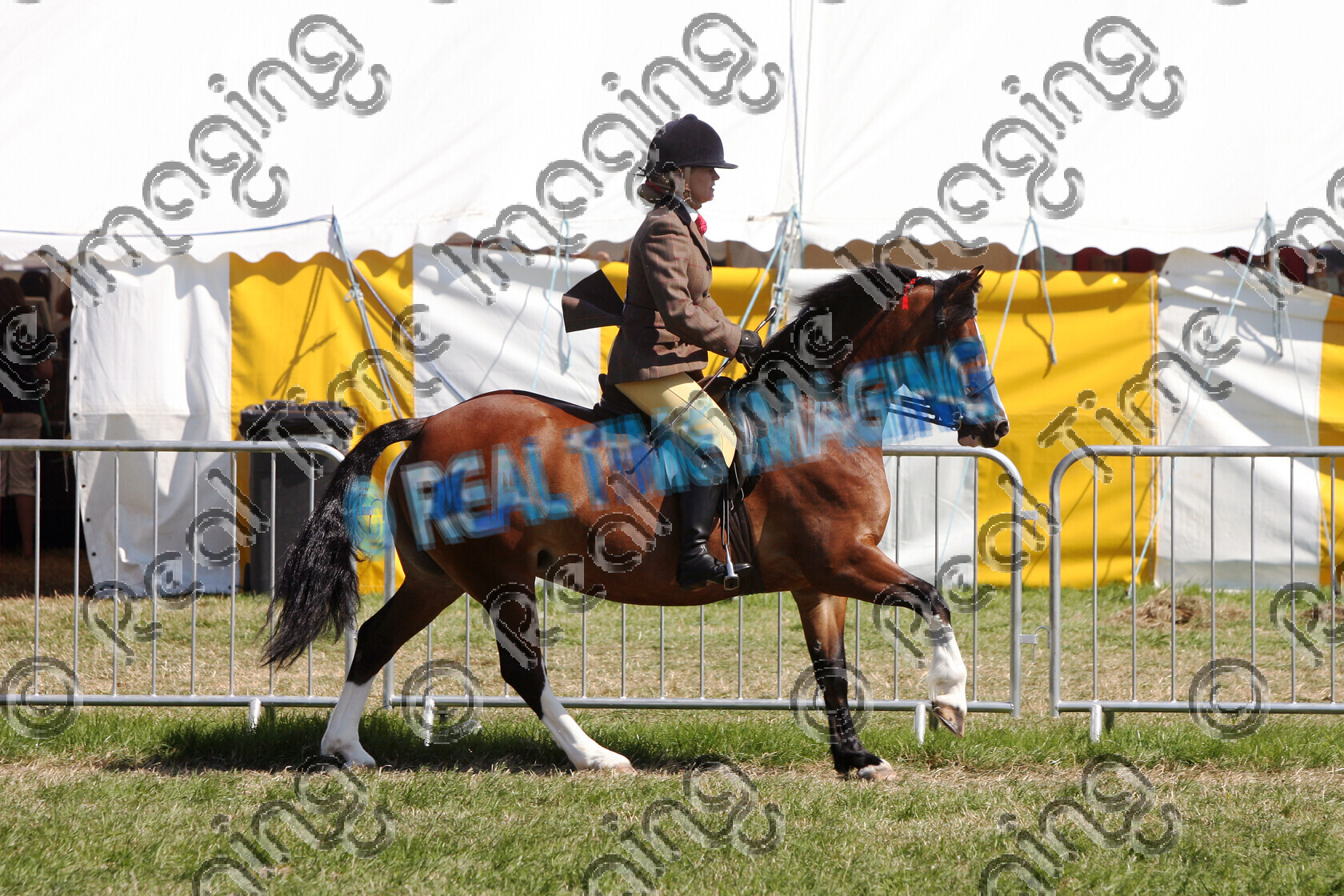 S09-28-09-015 
 Keywords: Cheshire County Show, Tabley, Knutsford, Cheshire, Wednesday, 24, June, 2009, view landscape, HOYS, Ridden, Mountain and Moorland M&M, Championship, 1245, WYKEN LADY JASMINE, `Owner: , `Rider: , Anne Abrahall, Bay, Welsh Section C, Native Breed, flat, Canter