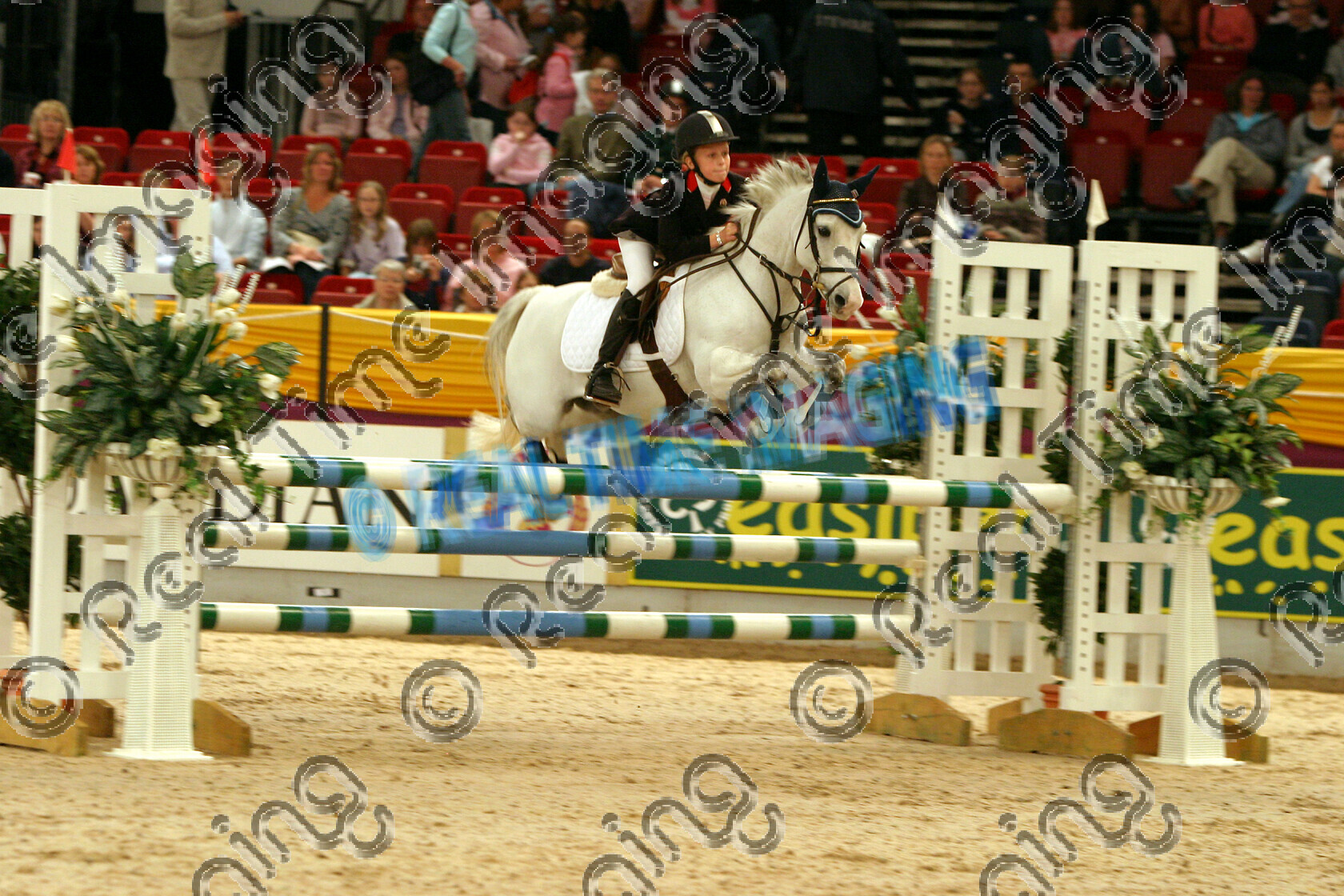 S05-67-M2-032 
 HOYS 2005: HOYS 128cms Champion 
 Keywords: horse of the year show 2005 05 hoys saturday 15 10 october showjumping showjumper 10 128cms Champion 321 Silver Wonder Pippa Allen grey gray jump jumping fence action