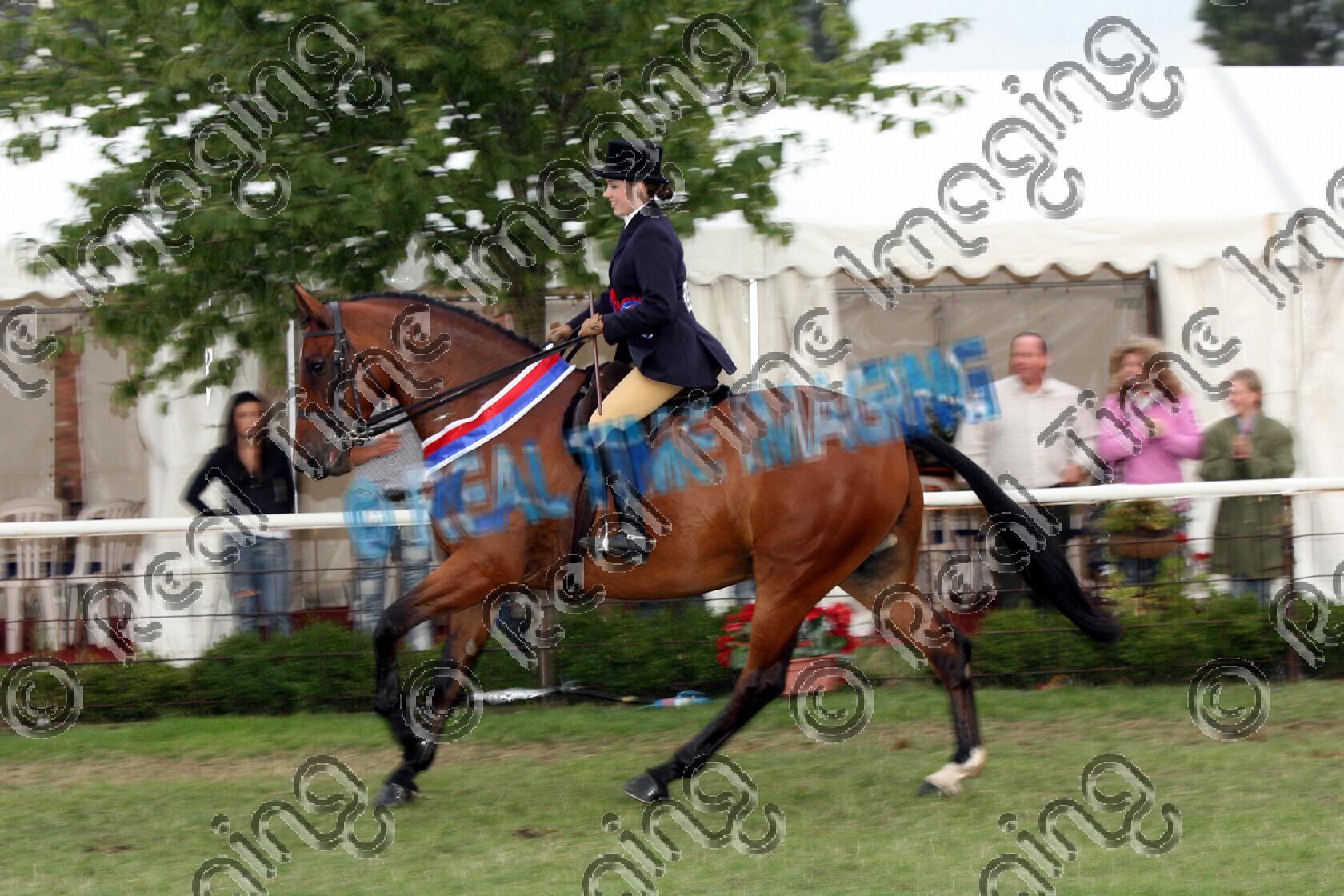S06-46-11-215 
 Keywords: Ponies Association (UK) Summer Championship Show Whittakers Lord Open Hunter Champion bay cantering canter action lap of honour sash rosette rosettes evening performance