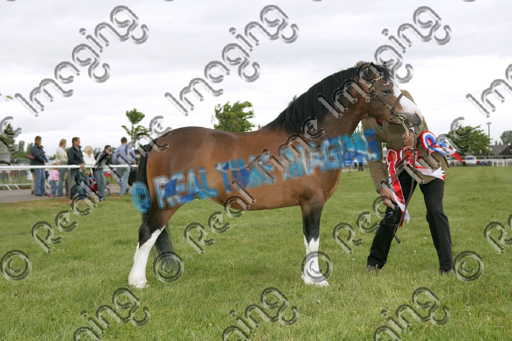 S07-22-07-002 
 Keywords: stand Welsh Section A Supreme Mountain and Moorland M&M In Hand Championship Bay colt May 2007 Newark & Nottinghamshire County Show Handler: Colin Tibbey 306 FRONGOCH BACHGEN BACH view landscape Owner: Mrs A Broomhall Champion Rosette winner win won