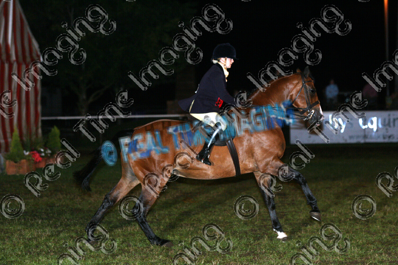 S06-49-13-164 
 Keywords: 2347 Marcato Jewell Ponies Association (UK) Summer Championship Show bay gallop galloping flat action lap of honour open Show Hunter Pony SHP Champion owned by Mrs C Morris rosette rosettes evening performance