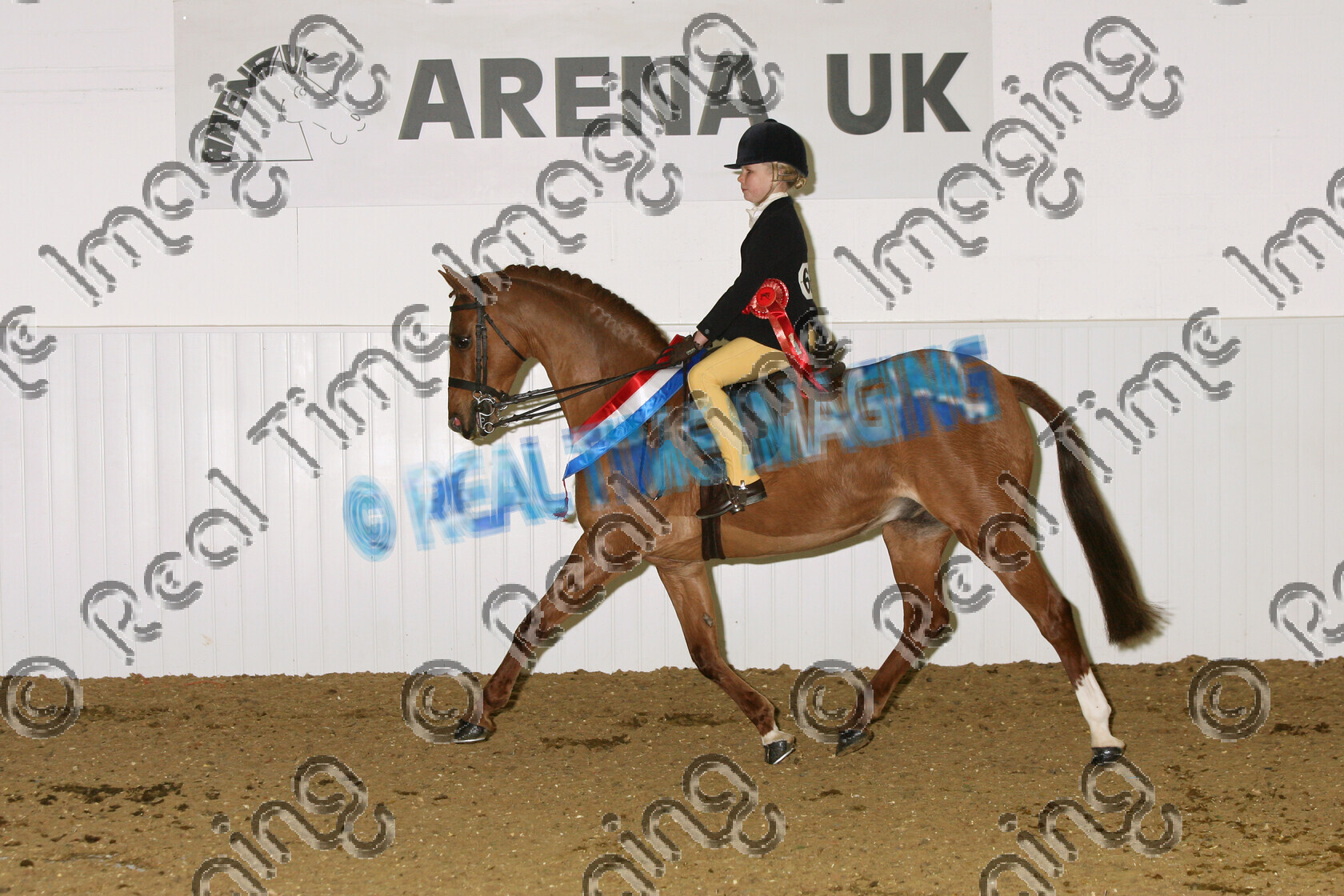 S07-14-15-482 
 Keywords: BSPS Winter Championship Show April 2007 Arena UK winner champion first place top placed Winter Rest SHP Champion 682: WARLEIGH SMALLTALK O: Mrs Maria Dent R: Charlotte Dent chestnut gelding lap of honour trot trotting action moving flat sash sashes rosette rosettes