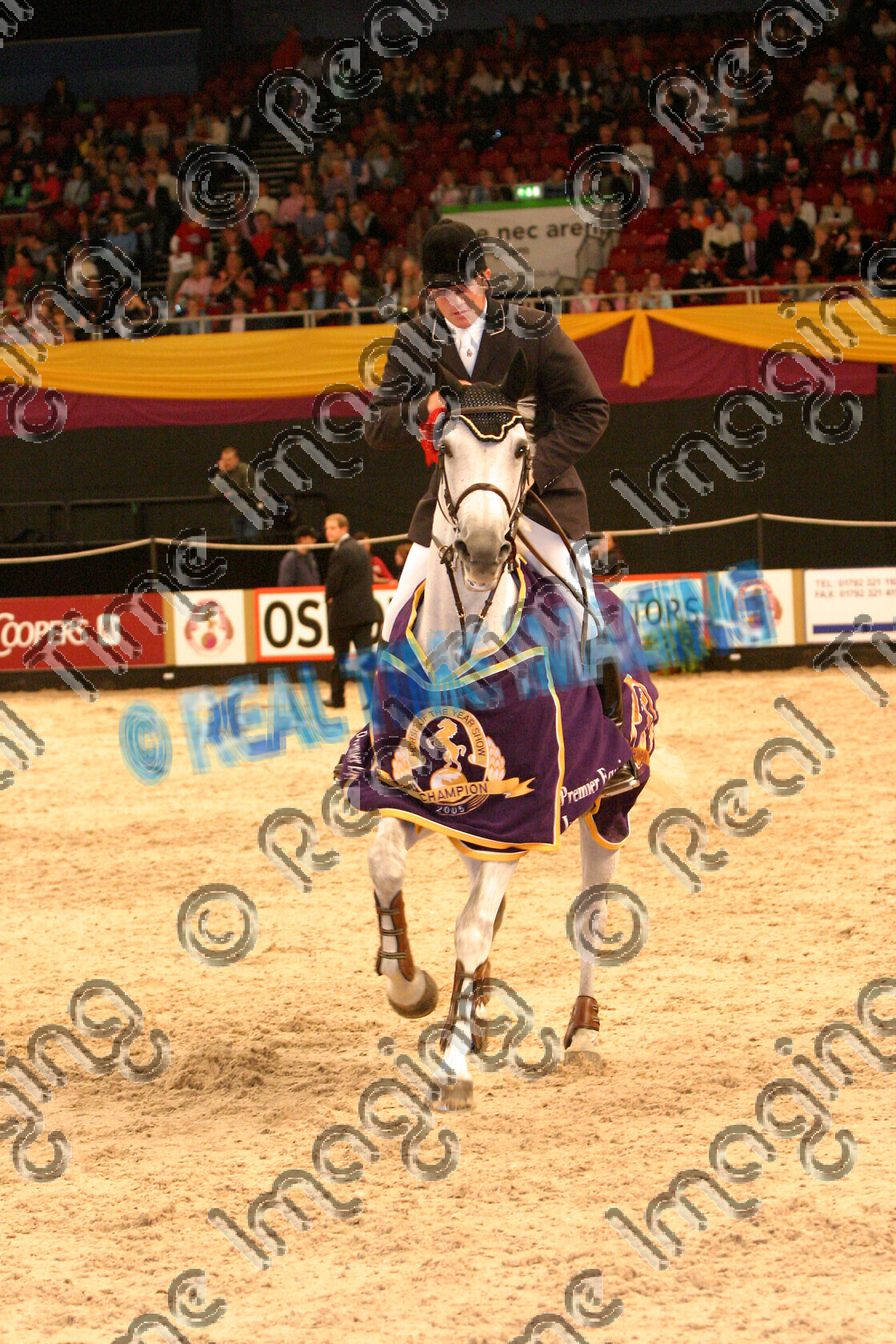 S05-66-M3-079 
 HOYS 2005: The Dick Turpin Stakes Winner 
 Keywords: horse of the year show 2005 05 hoys october 10 14 friday showjumping showjumper Dick Turpin Stakes winner 79 Capriola Vd Helle Kristof Cleeren grey gray mare action lap honour spotlight rug canter