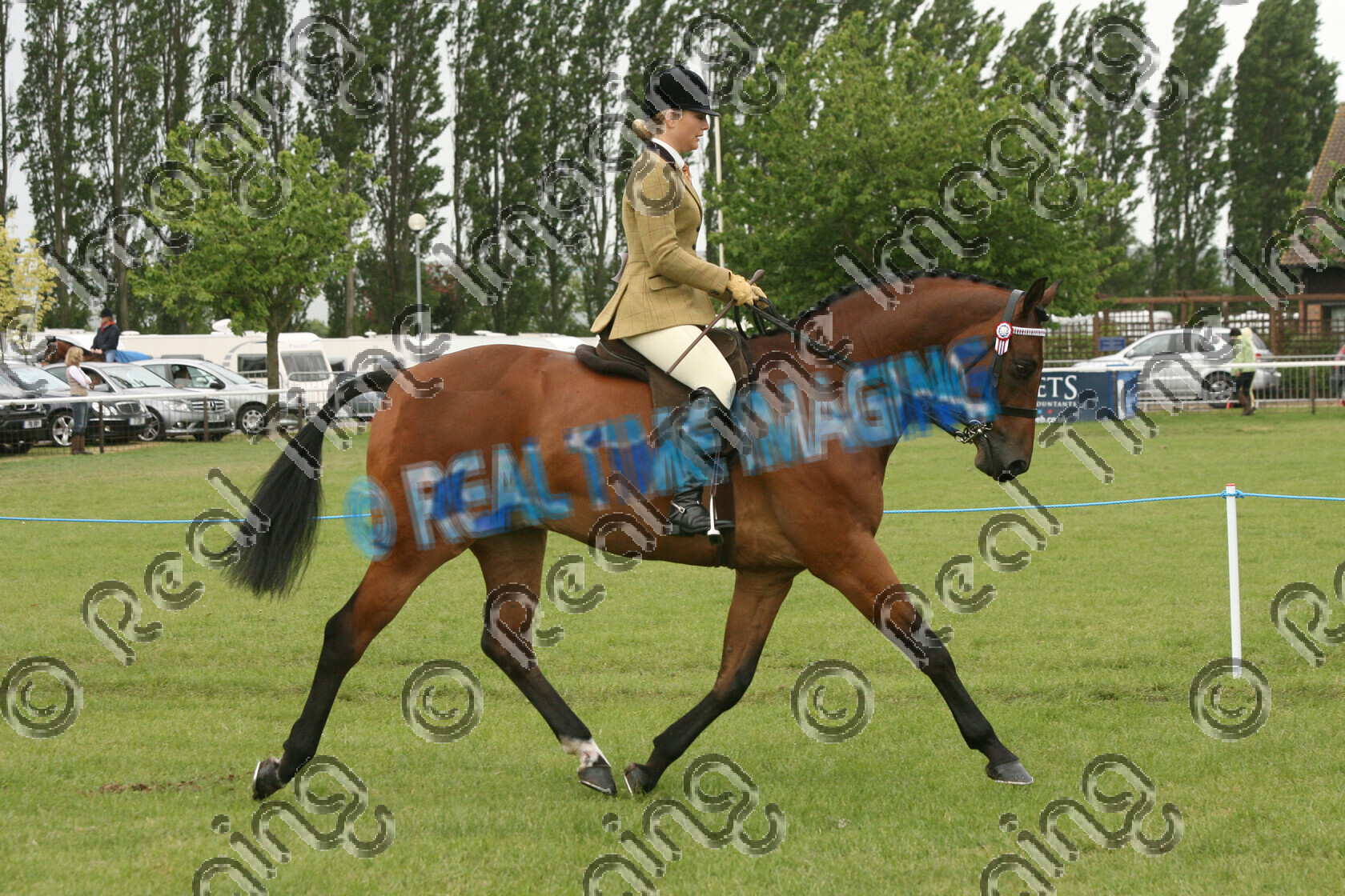 S09-20-05-145 
 Keywords: BSPS Area 4B, Newark & Notts Showground, Nottinghamshire, UK, 16, May, 2009, Saturday, view landscape, RIHS, Riding Horse, Championship, 1st first, Champion, winner win won, 241, ROYAL MIRAGE, `Rider: , Victoria Hesford, Bay, brow band, Rosette, flat, trot, `Owner: