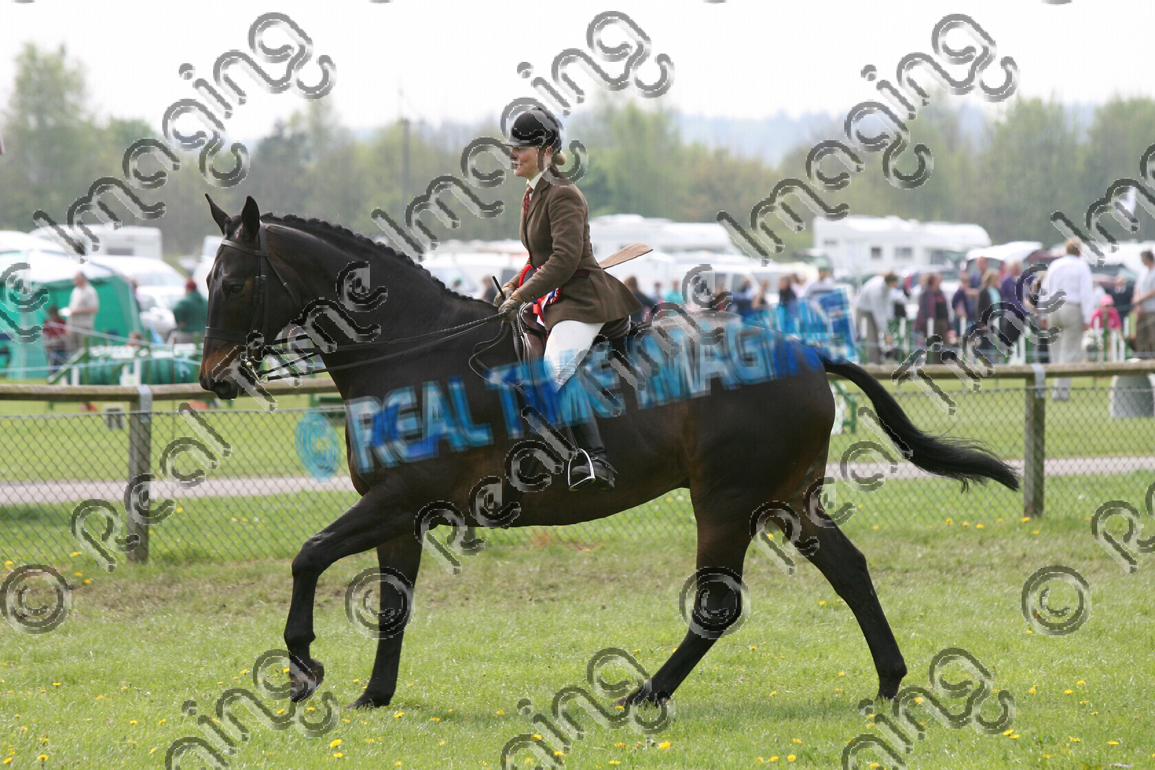 S08-16-04-039 
 Keywords: BSPS Area 8, Newbury Showground, UK, Monday, 5 May, 2008, view landscape, Amateur, Hunter, Championship, 1st first, Champion, winner win won, 819, MURPHY'S LAW VI, `Owner: , `Rider: , Samantha Fisher, brown, mealy mouth, heavyweight, Rosette, Canter, lap of honour