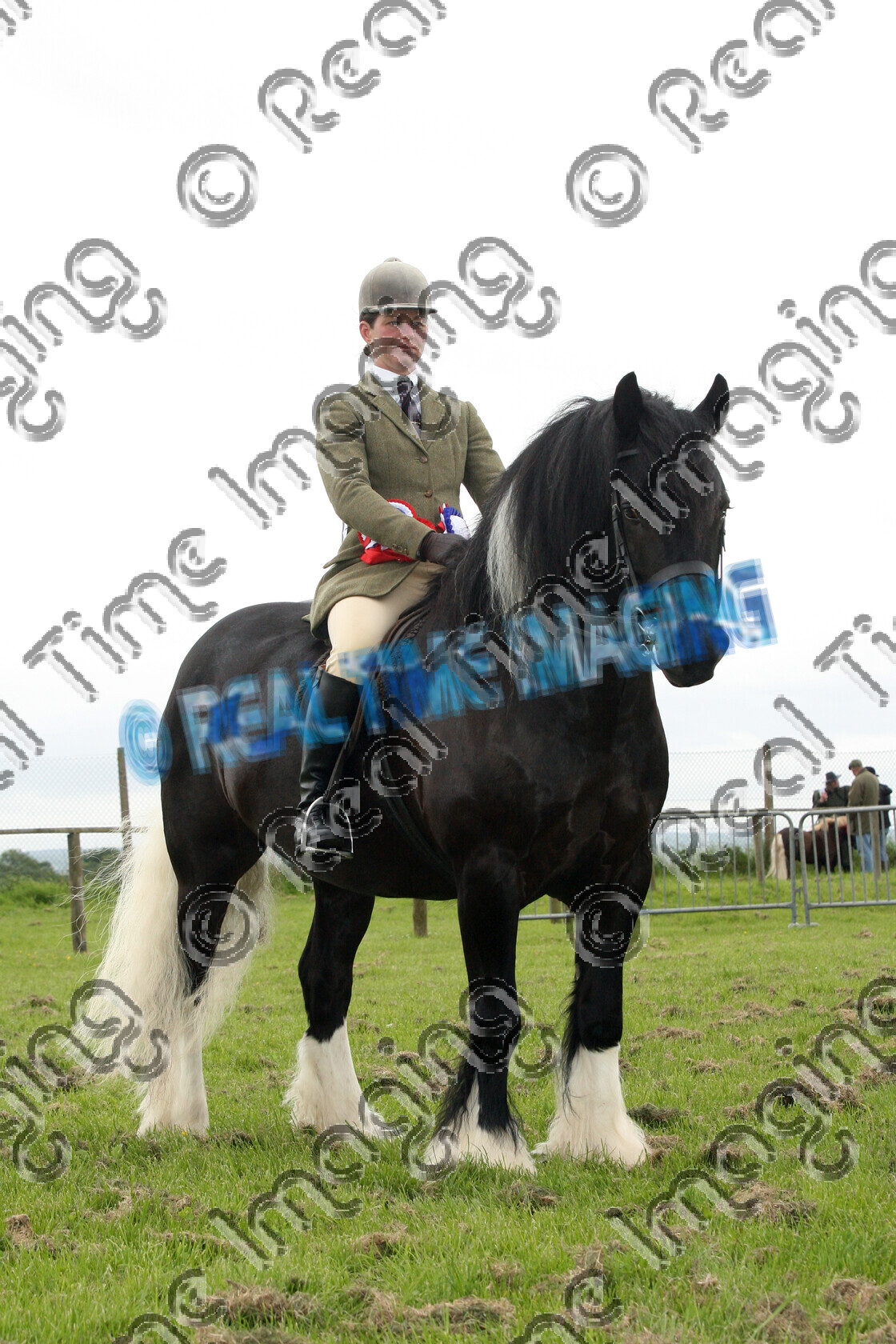 S09-22-03-100 
 Keywords: Staffordshire County Show, Stafford County Showground, Wednesday, 27, May, 2009, upright portrait, BSPA, RIHS, Ridden, Coloured, Championship, 1st first, Champion, winner win won, 403, LONGDON DOMINO, `Owner: , Hollinshead, Sarah, `Rider: , Jill Wormall, coloured colored paint, piebald, Gelding, traditional, Rosette, stand, presentation