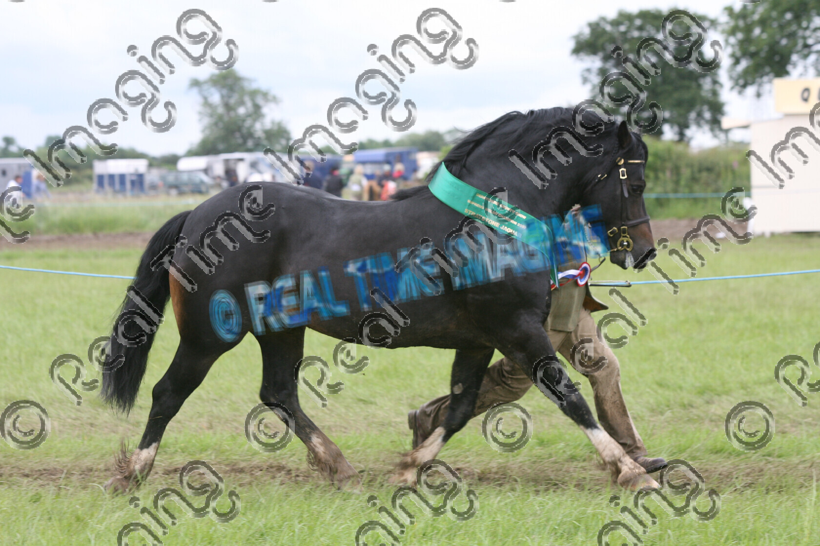 L07-04-01-171 
 Keywords: Derbyshire County Show, Elvaston, Derby, UK, 24 June 2007, 625, RENVARG REAL MAGIC, Supreme, Welsh, In Hand, Championship, Champion, winner win won, `Owner: , `Handler: , Colin Gravner, Welsh Section D, Bay, stallion, lap of honour, trot, view landscape, horse pony, sport, sash, Rosette, mud