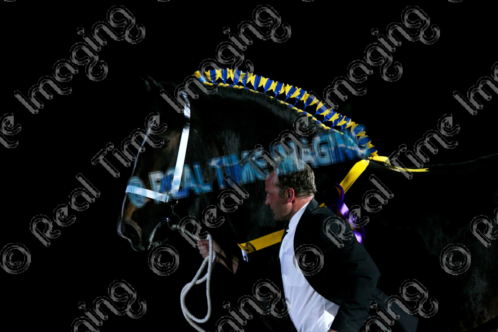 S09-70-17-057 
 Keywords: HOYS Horse Of The Year Show Sunday 11 October 2009 NEC LG Arena Birmingham UK indoors 1687 HAINTON CHARLIE GIRL bay mare Owner: David Brand Shire Horse Champion