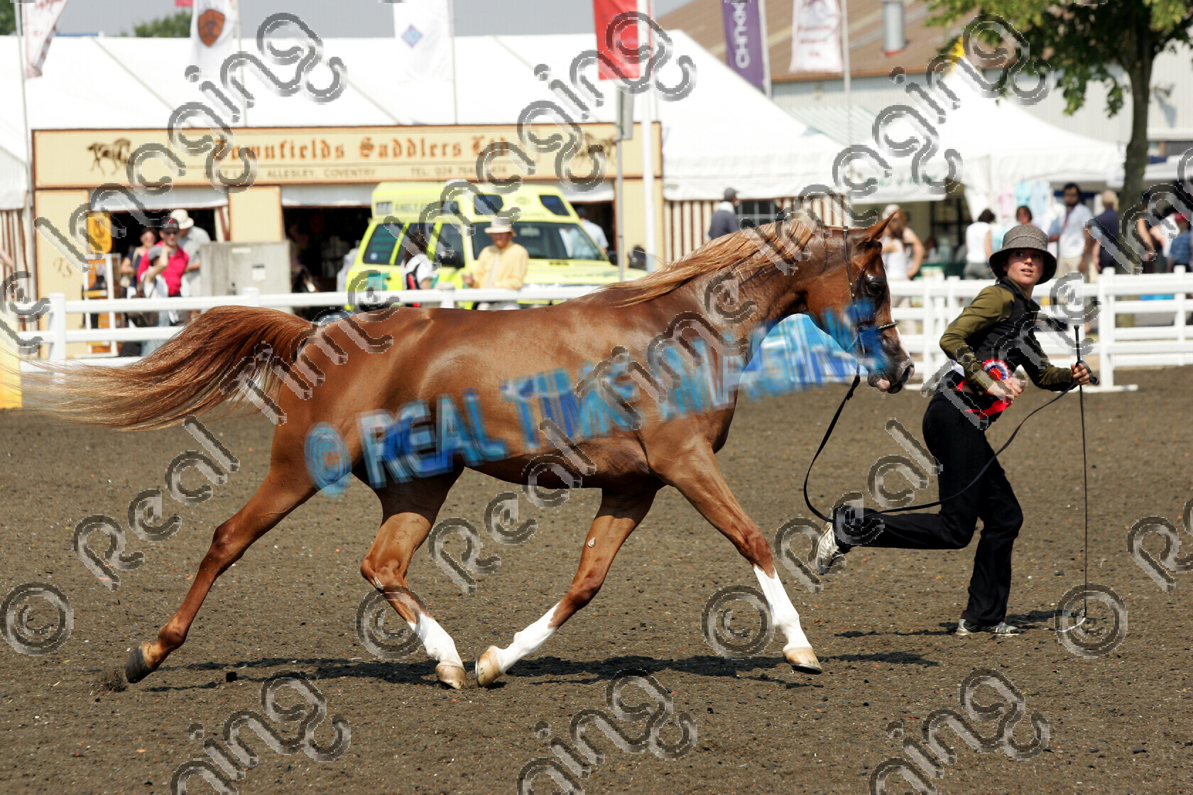 S06-31-4-103 copy 
 Keywords: The Royal Show rosette rosettes prize winner horse pony show showing Monday 3 July 2006 championship champion in hand trot trotting action moving flat 1 Prawica, Mr P Atkinson chestnut mare Pure Bred Arab