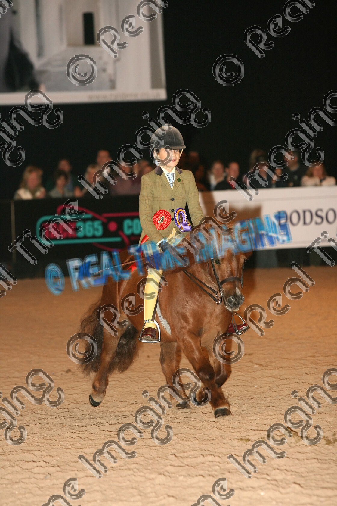 S06-58-5-102 
 HOYS 2006: Simpson Refractories Mountain &
Moorland Pony of the Year 
 Keywords: 4 October 2006 4 10 06 619 Southley Red Ember Class 28 M&M Mountain & Moorland Pony of the Year Owner Mrs D Barr Rider Alice Barr Shetland Pony The Horse Of The Year Show HOYS champion championship chestnut child rider gelding lap of honour rosette rosettes trotting trot moving action