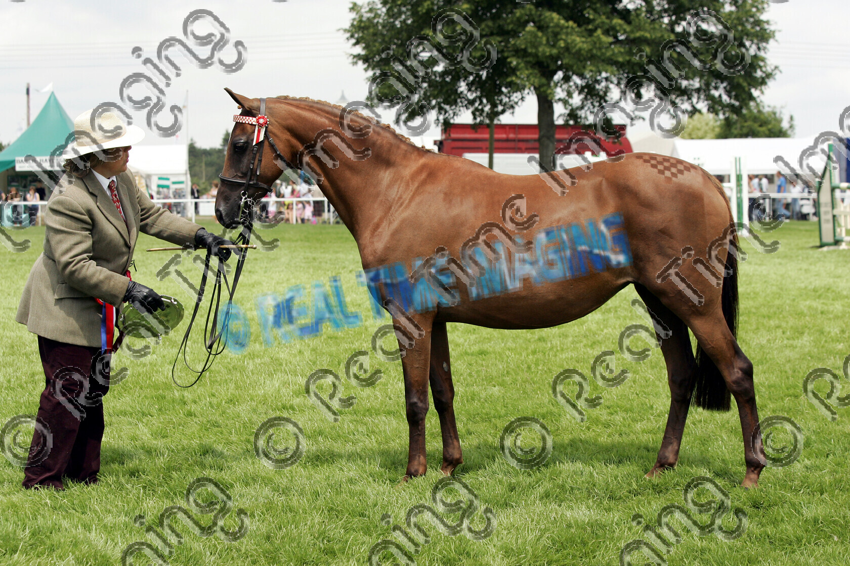 S06-28-4-076 copy 
 Keywords: The Royal Norfolk Show Wednesday 28 2006
in hand anglo and part bred arab 164 THIMBLEBY SENSATION chestnut mare rosette rosettes prize winner champion championship first best horse pony showing June