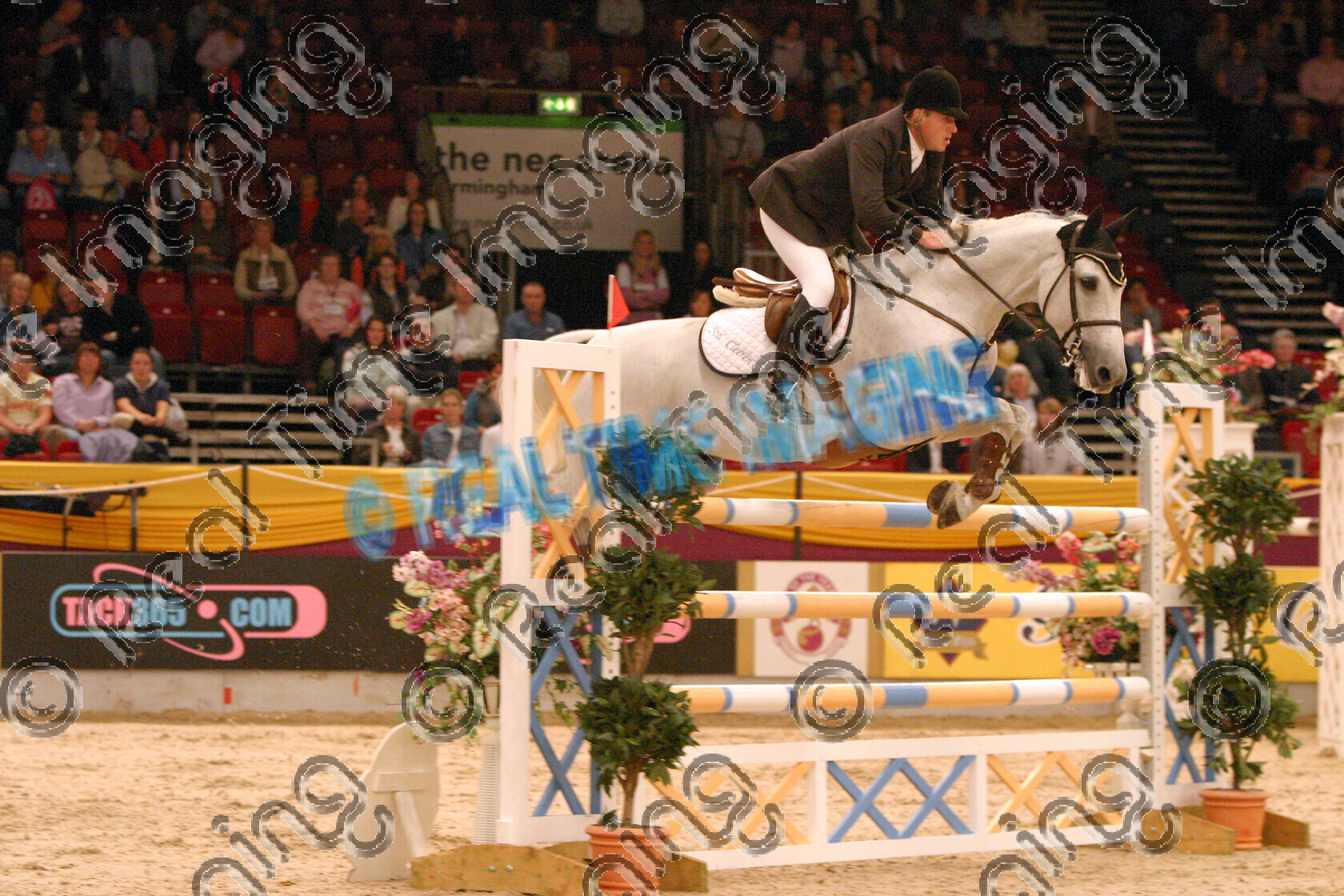 S05-66-M3-021 
 HOYS 2005: The Dick Turpin Stakes Winner 
 Keywords: horse of the year show 2005 05 hoys october 10 14 friday showjumping showjumper Dick Turpin Stakes winner 79 Capriola Vd Helle Kristof Cleeren grey gray mare jump jumping fence action