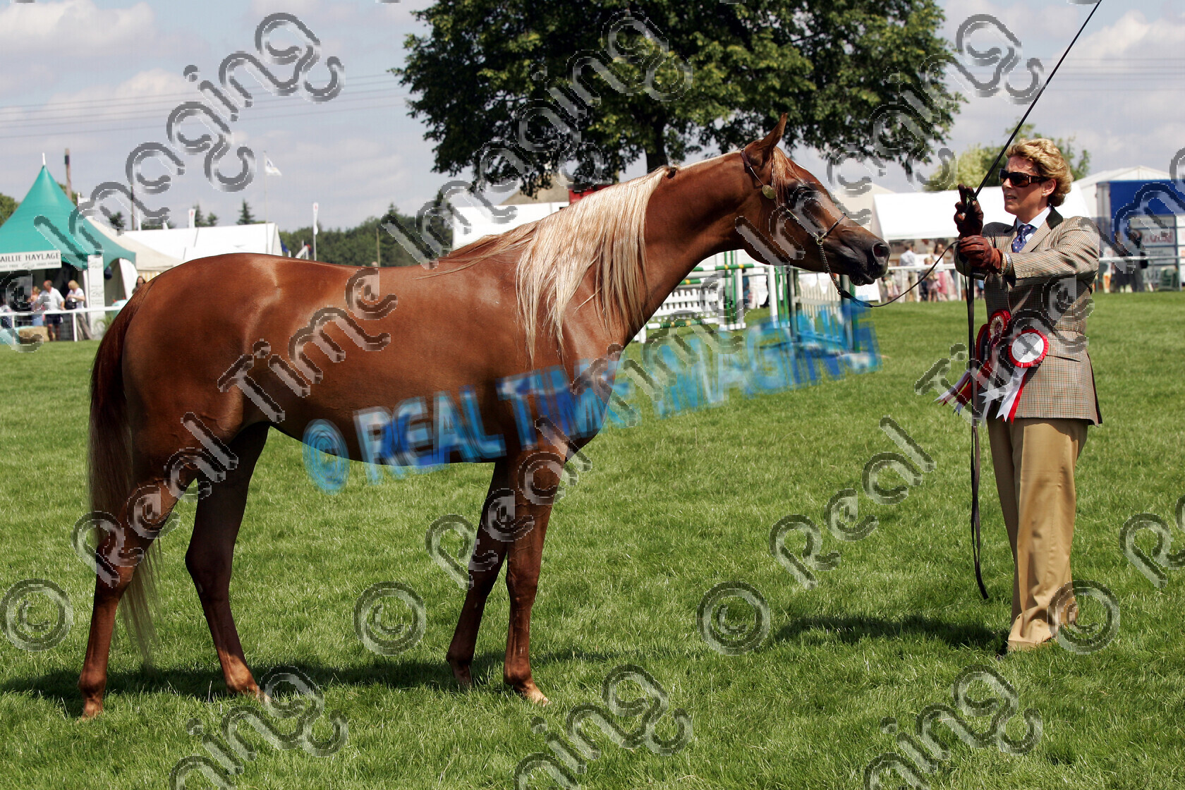 S06-28-3-151 copy 
 Keywords: The Royal Norfolk Show Wednesday 28 2006
pure bred arab in hand 145 KUBIARA chestnut mare
rosette rosettes prize winner champion championship first best standing stood horse pony showing June