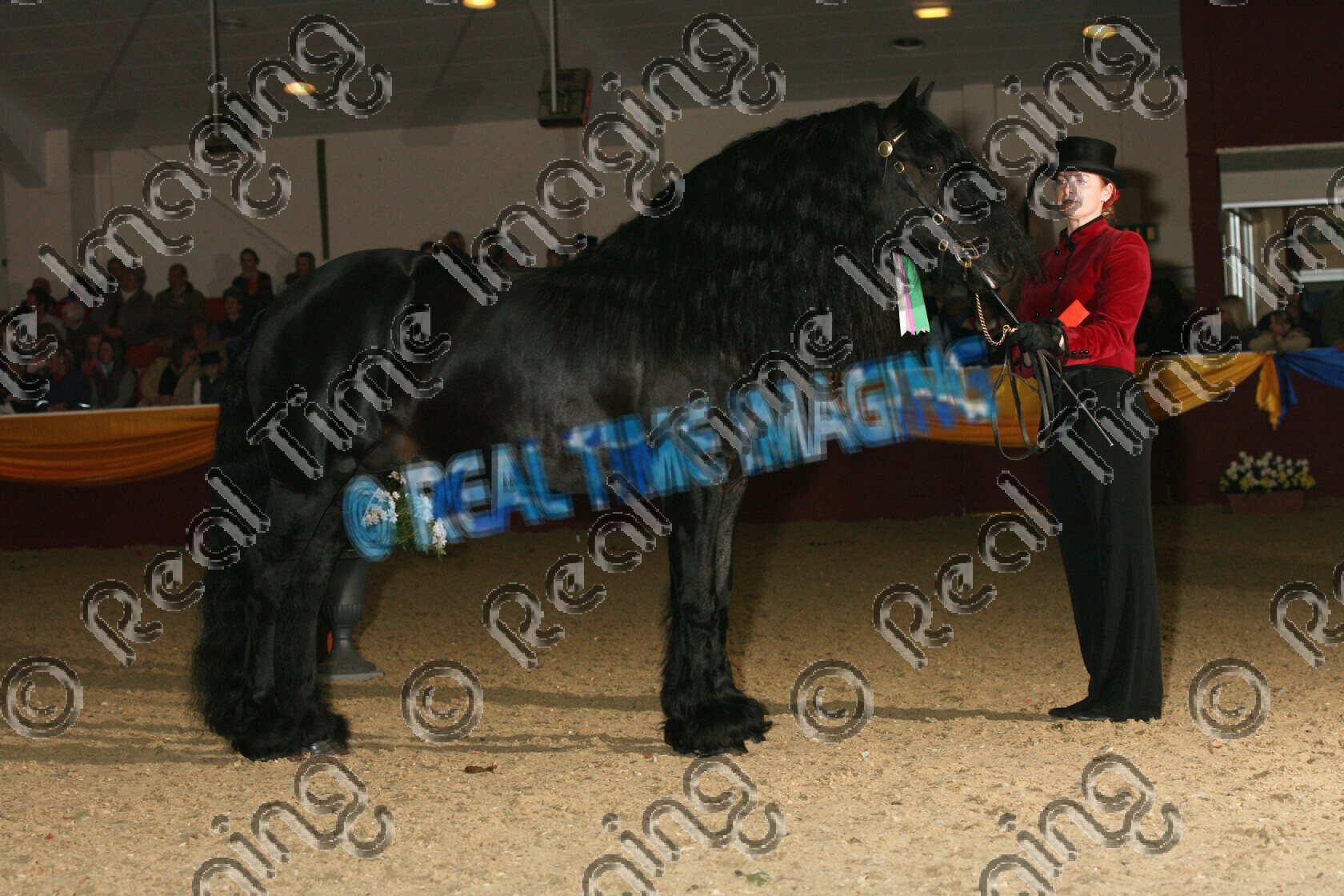 S07-08-17-059 
 Keywords: (used in H&H) 409: LITTLETREE BODINI brown stallion Keston Royal Occasion Confined Novice In Hand Winter Champion Owner: Miss N Musson Fell Ponies Association (UK) Winter Championship Show Friday 30 March 2007