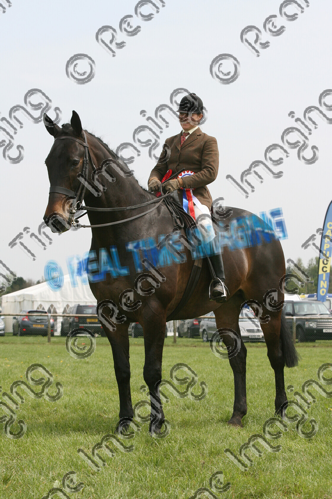 S08-16-04-027 
 Keywords: BSPS Area 8, Newbury Showground, UK, Monday, 5 May, 2008, upright portrait, Amateur, Hunter, Championship, 1st first, Champion, winner win won, 819, MURPHY'S LAW VI, `Owner: , `Rider: , Samantha Fisher, brown, mealy mouth, heavyweight, Rosette, stand, presentation